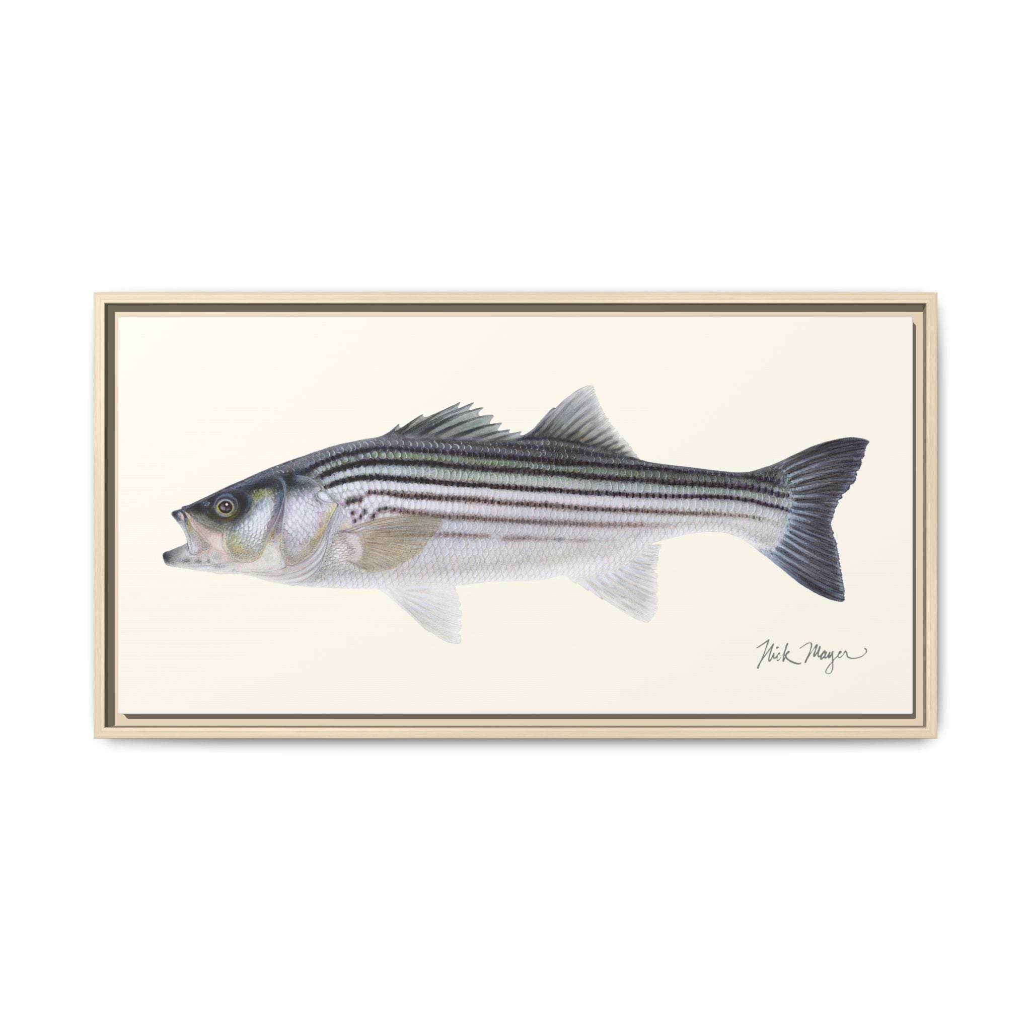 Schoolie Striped Bass Framed Canvas Print Printify