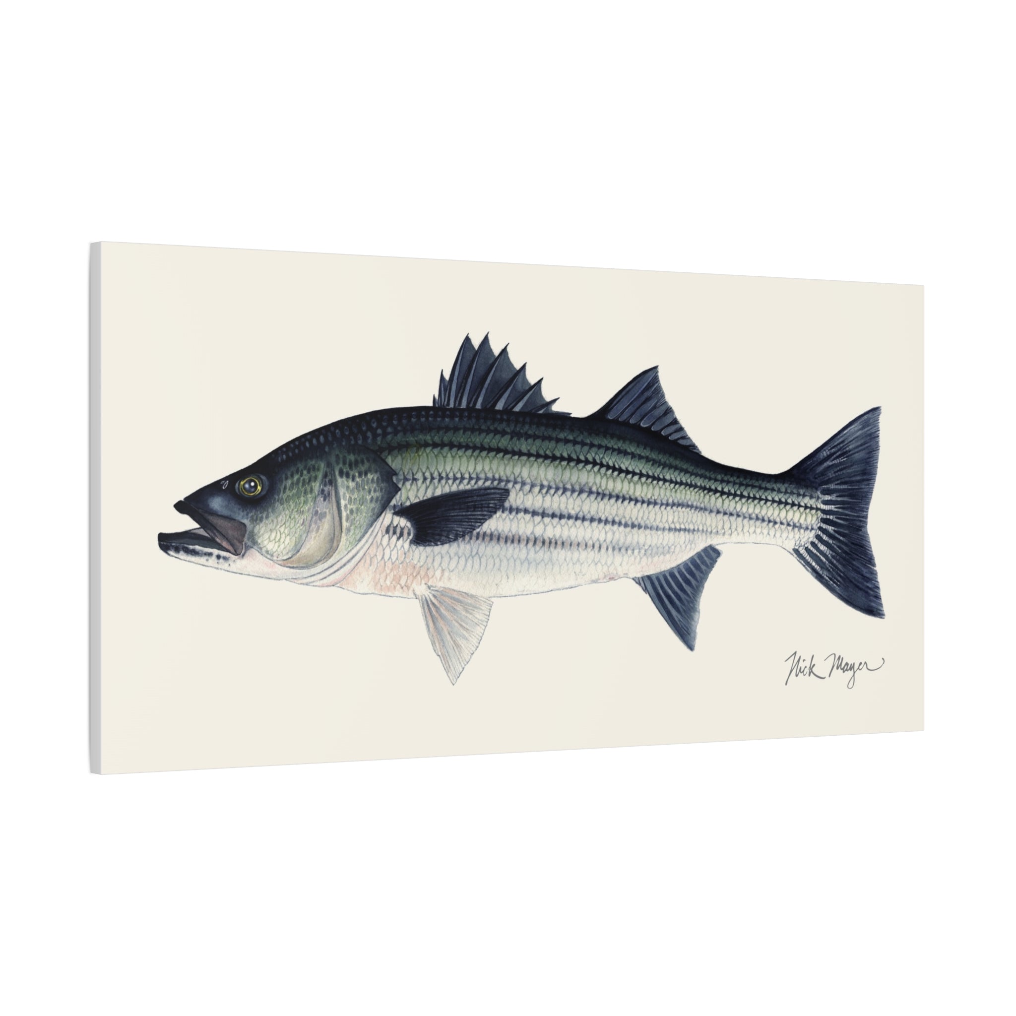 Schoolie Striped Bass I Canvas Print