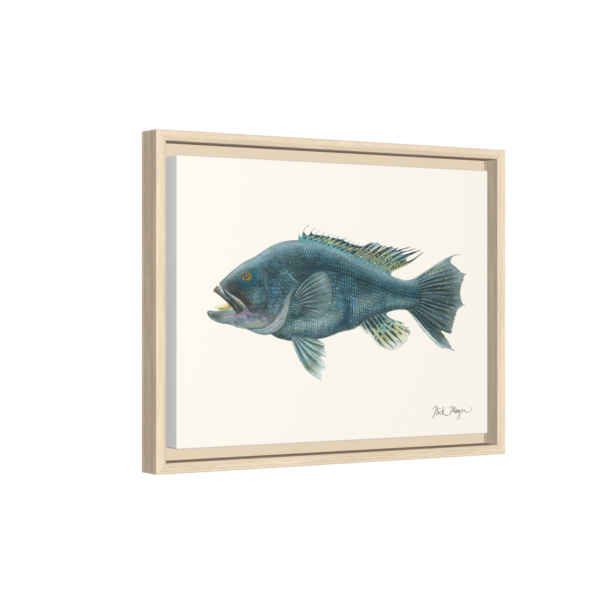Black Sea Bass Framed Canvas Print Printify