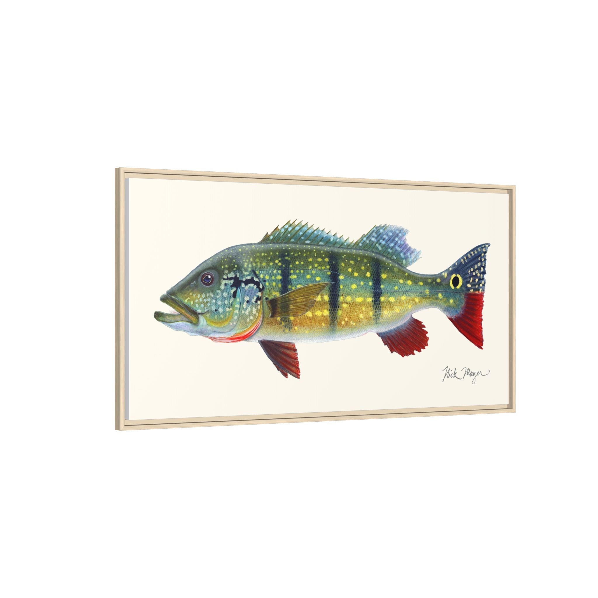 Peacock Bass Framed Canvas Print Printify