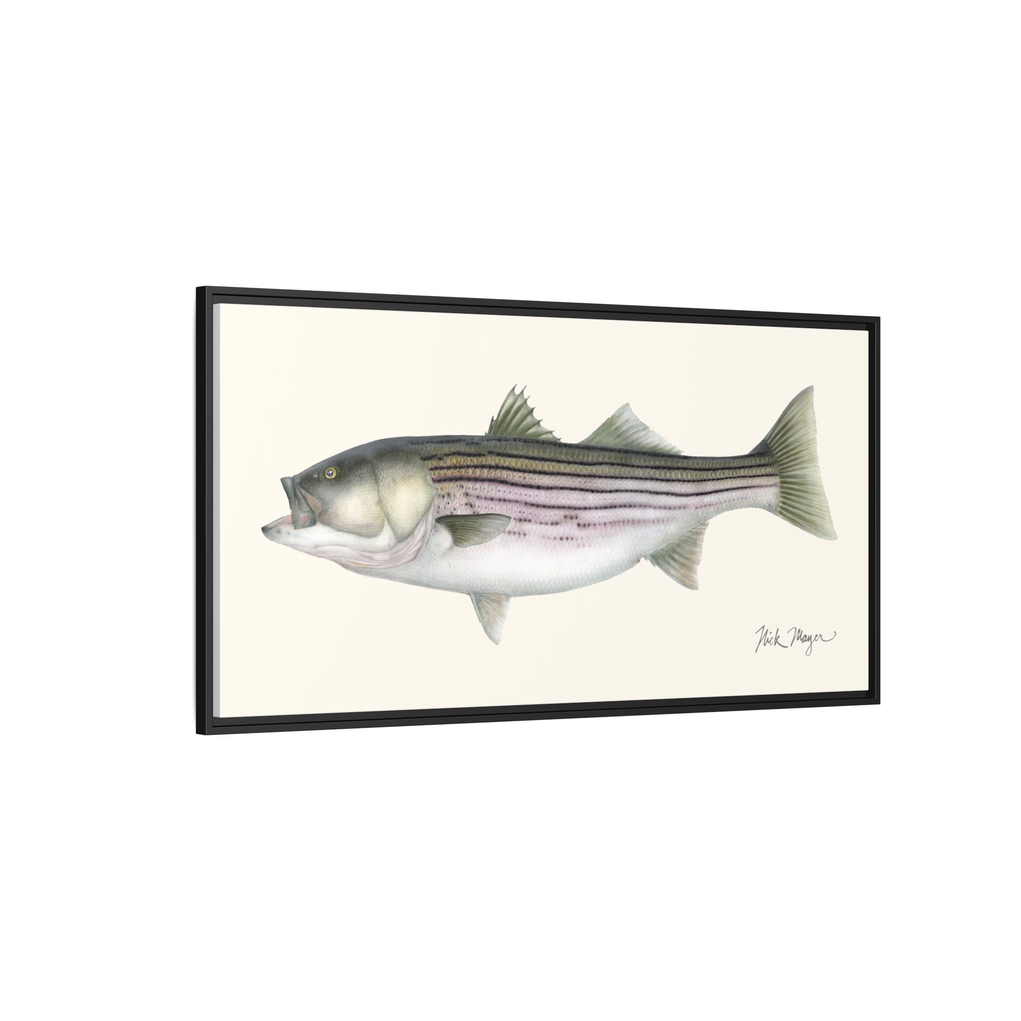 Striped Bass, 30 lbs Framed Canvas Print Printify