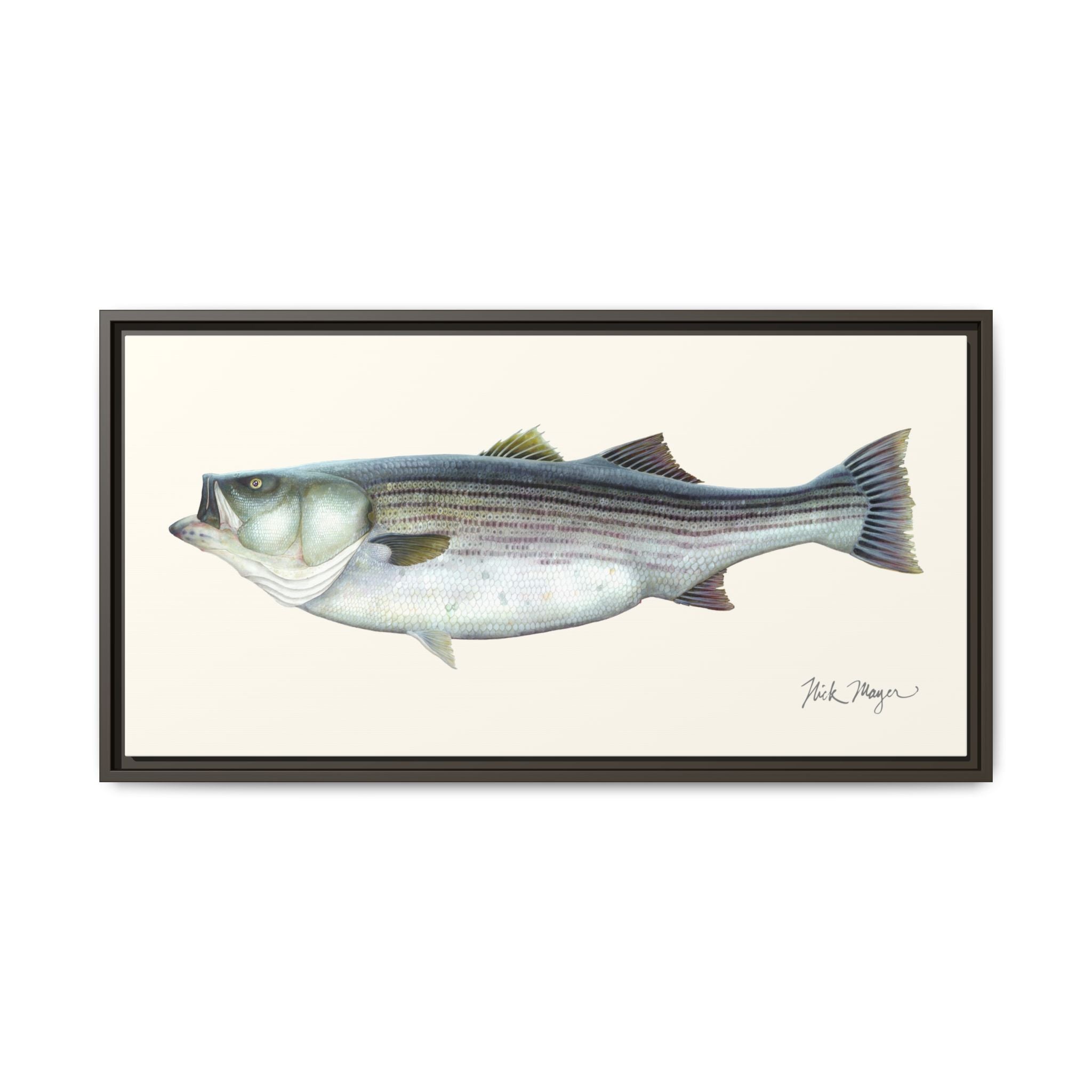 Striped Bass, 60 lbs Framed Canvas Print Printify