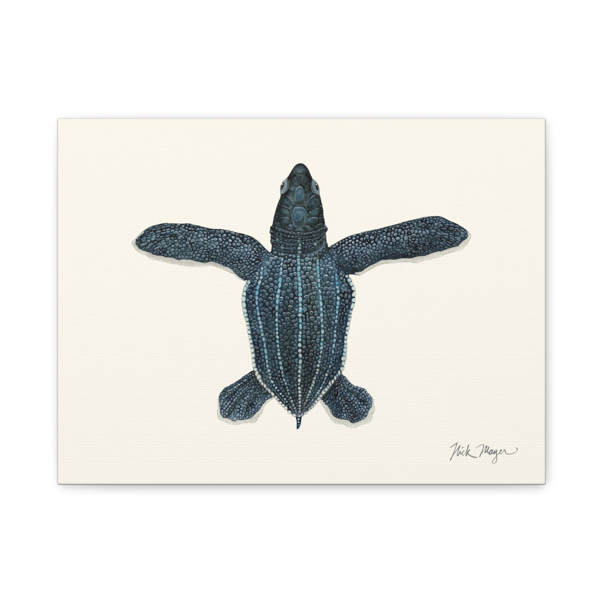 Hatchling Leatherback Sea Turtle Canvas Print