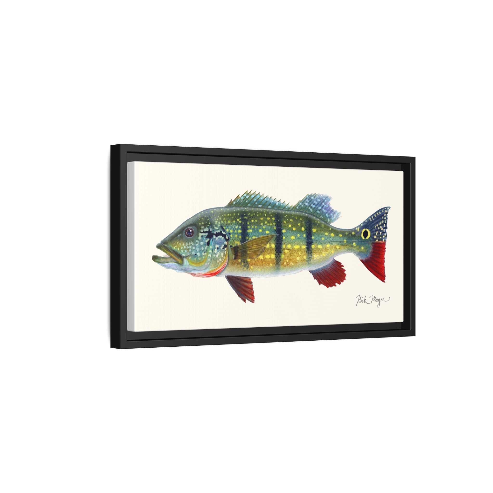 Peacock Bass Framed Canvas Print Printify