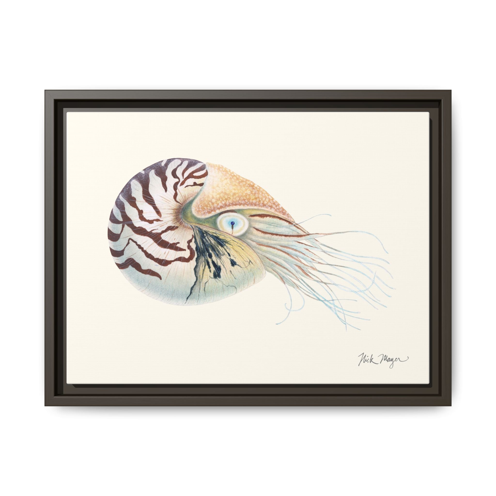 Chambered Nautilus Framed Canvas Print Printify