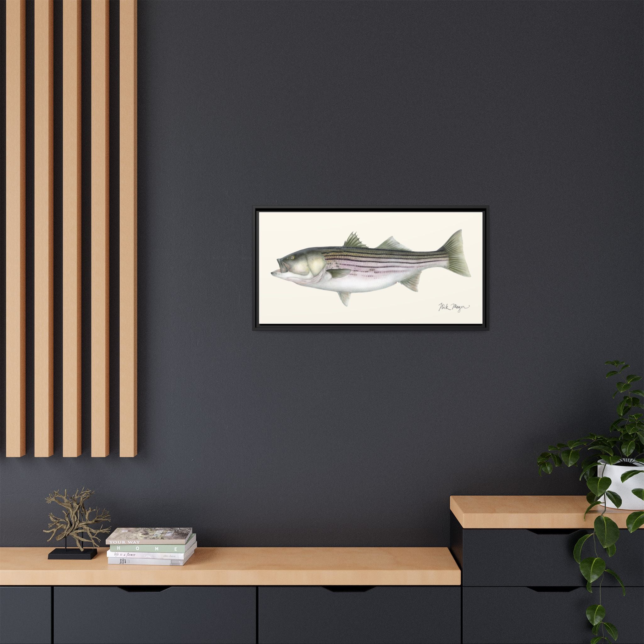 Striped Bass, 30 lbs Framed Canvas Print
