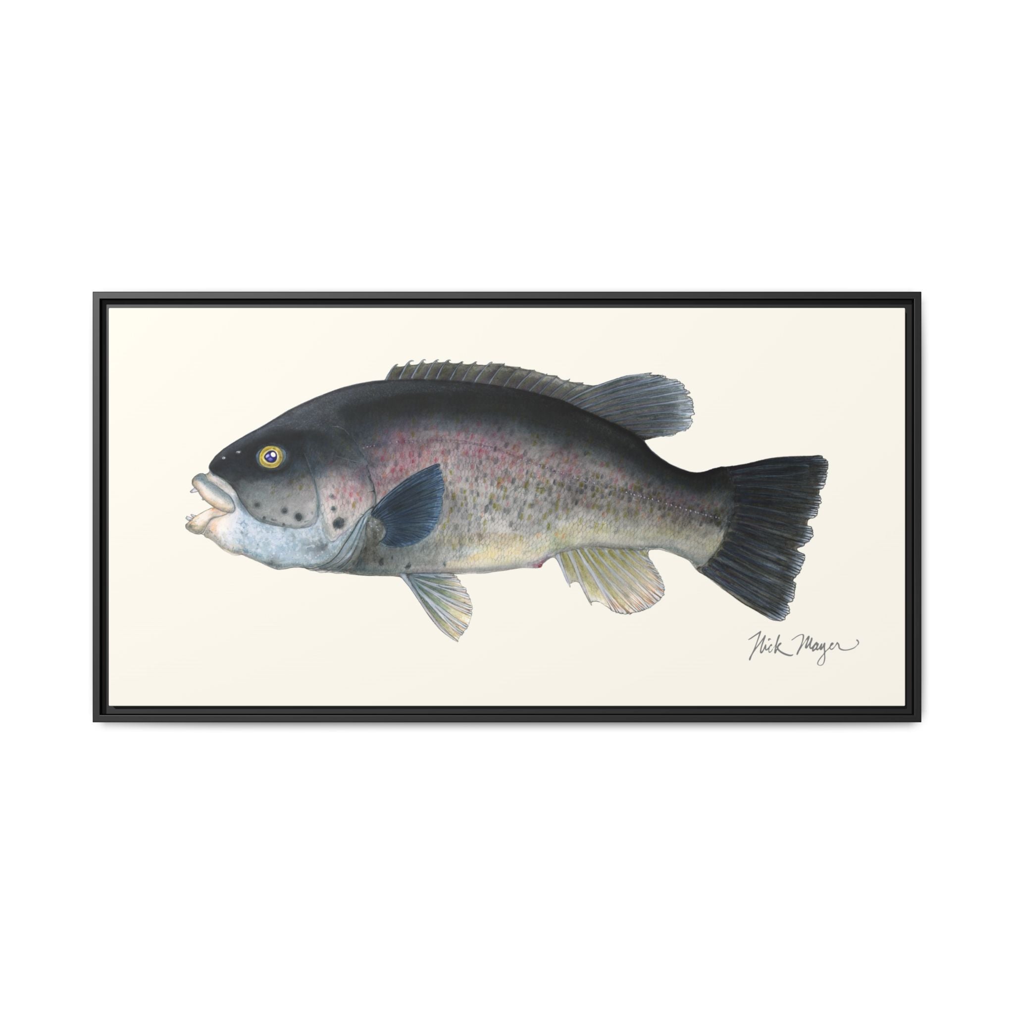 Tautog / Blackfish Framed Canvas Print Printify