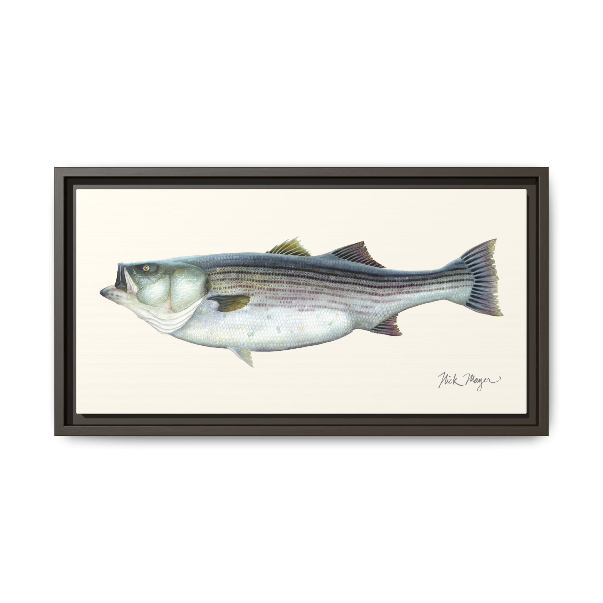 Striped Bass, 60 lbs Framed Canvas Print Printify