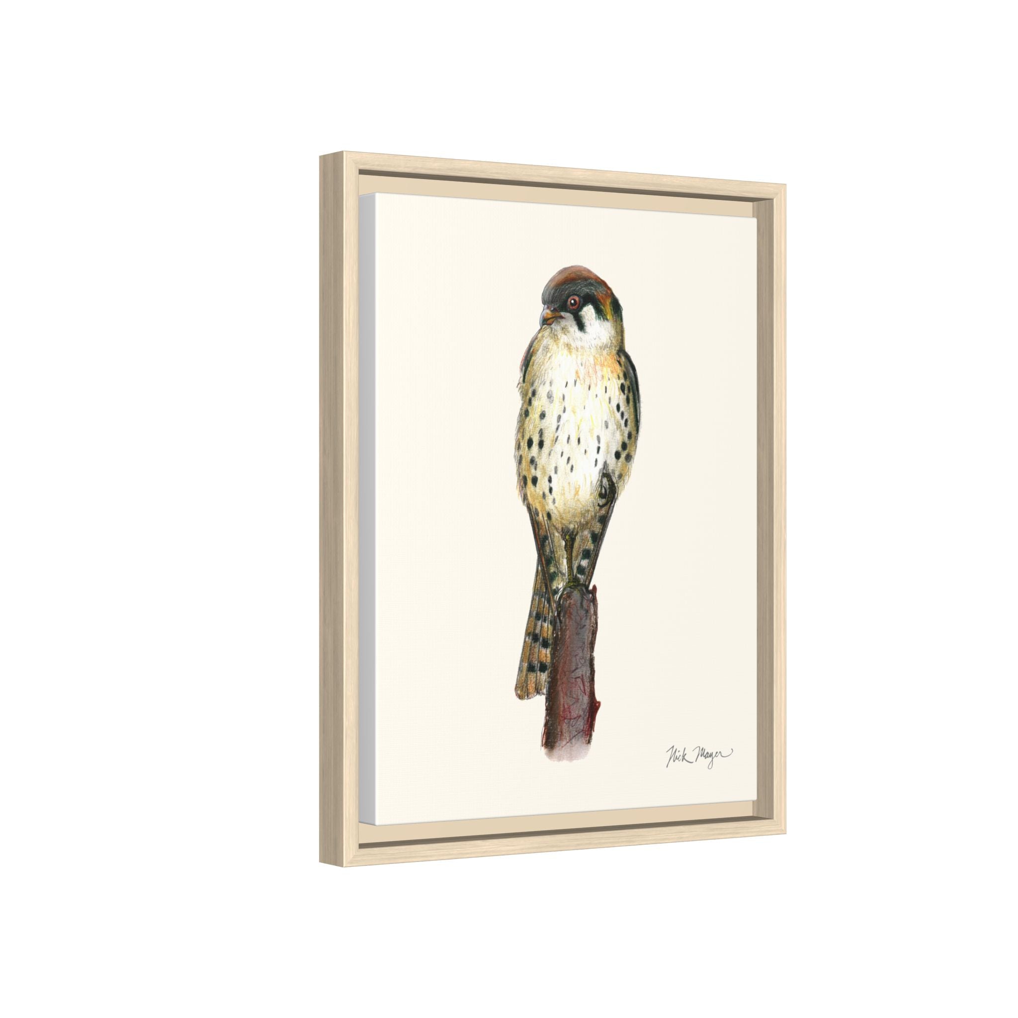 American Kestrel Framed Canvas Print Printify