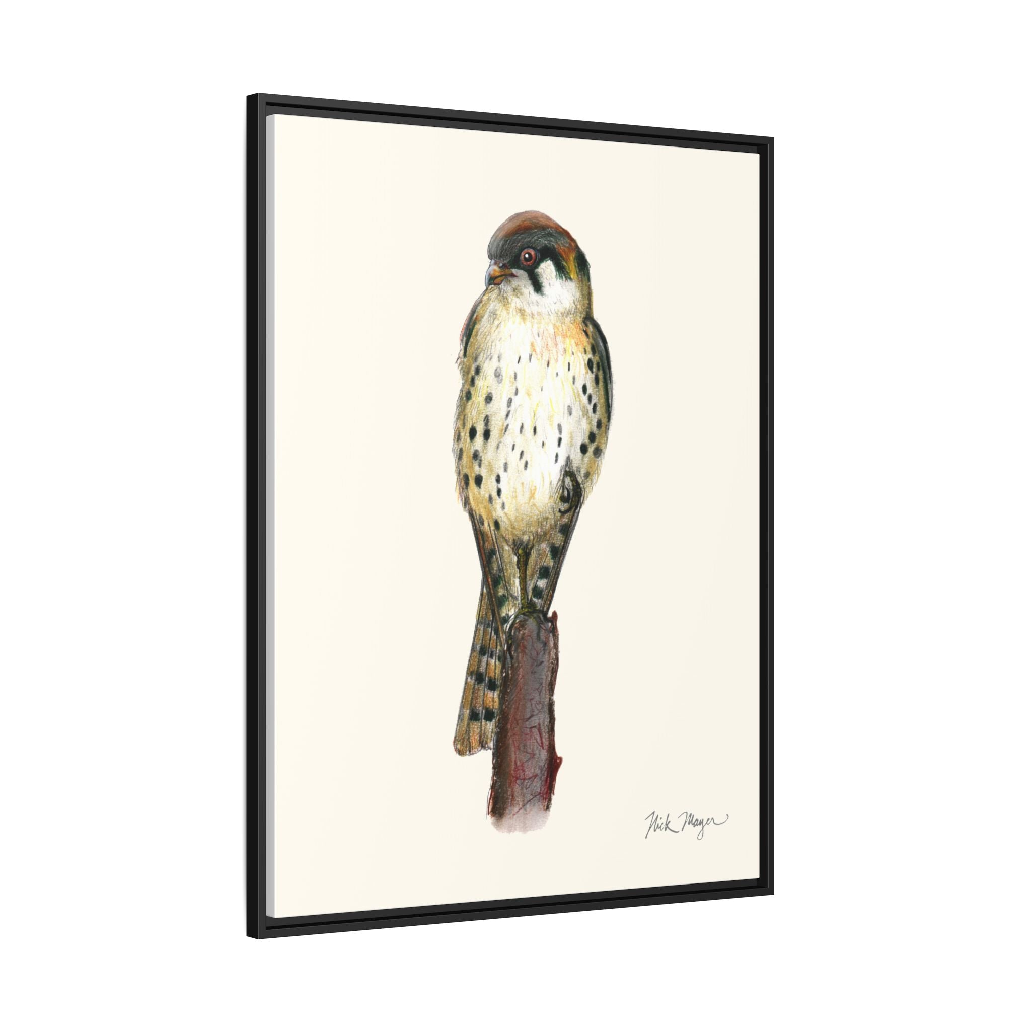 American Kestrel Framed Canvas Print Printify