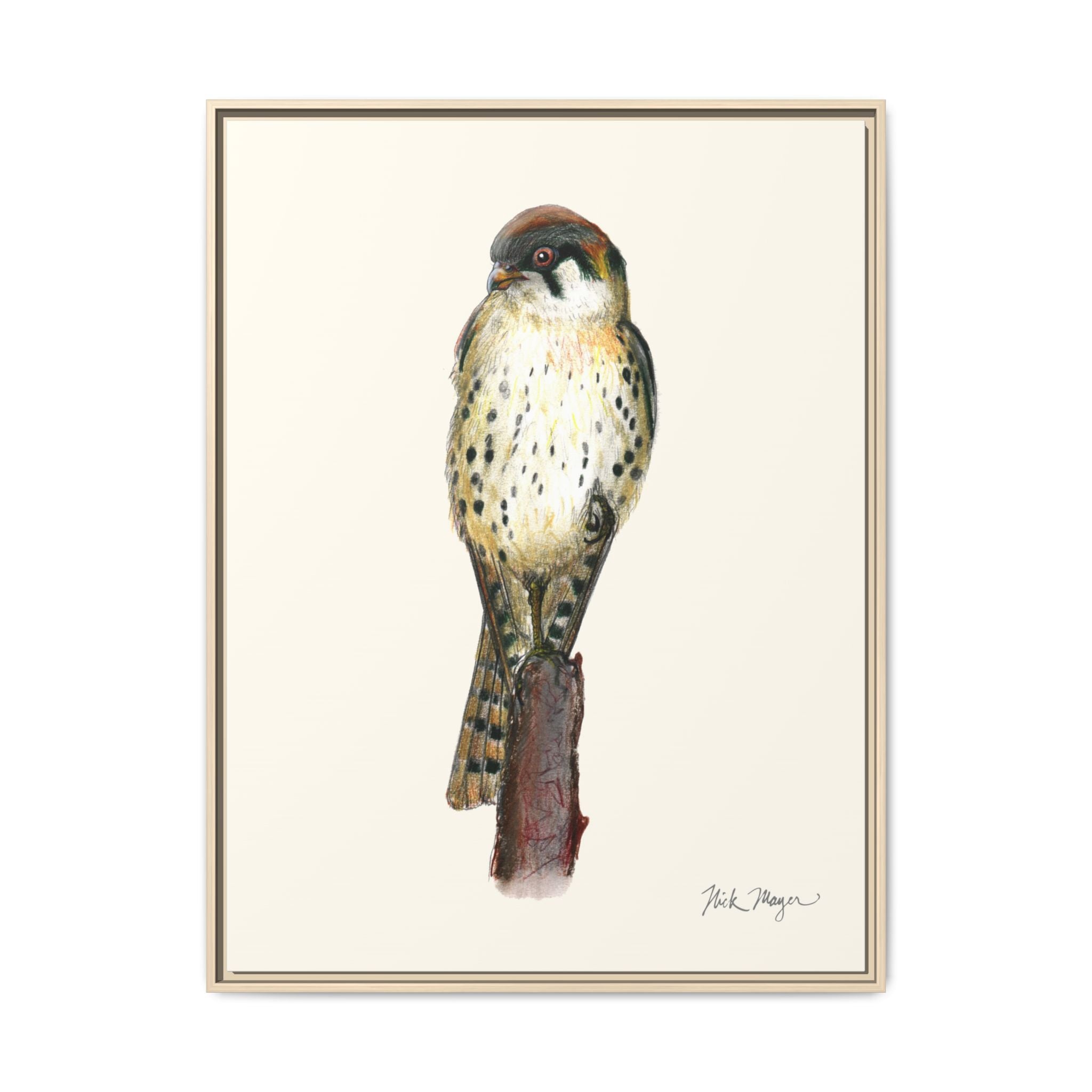 American Kestrel Framed Canvas Print Printify