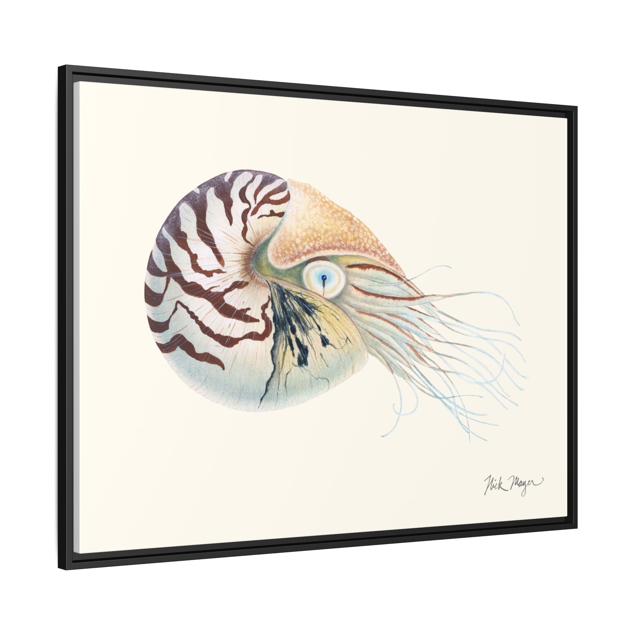 Chambered Nautilus Framed Canvas Print Printify