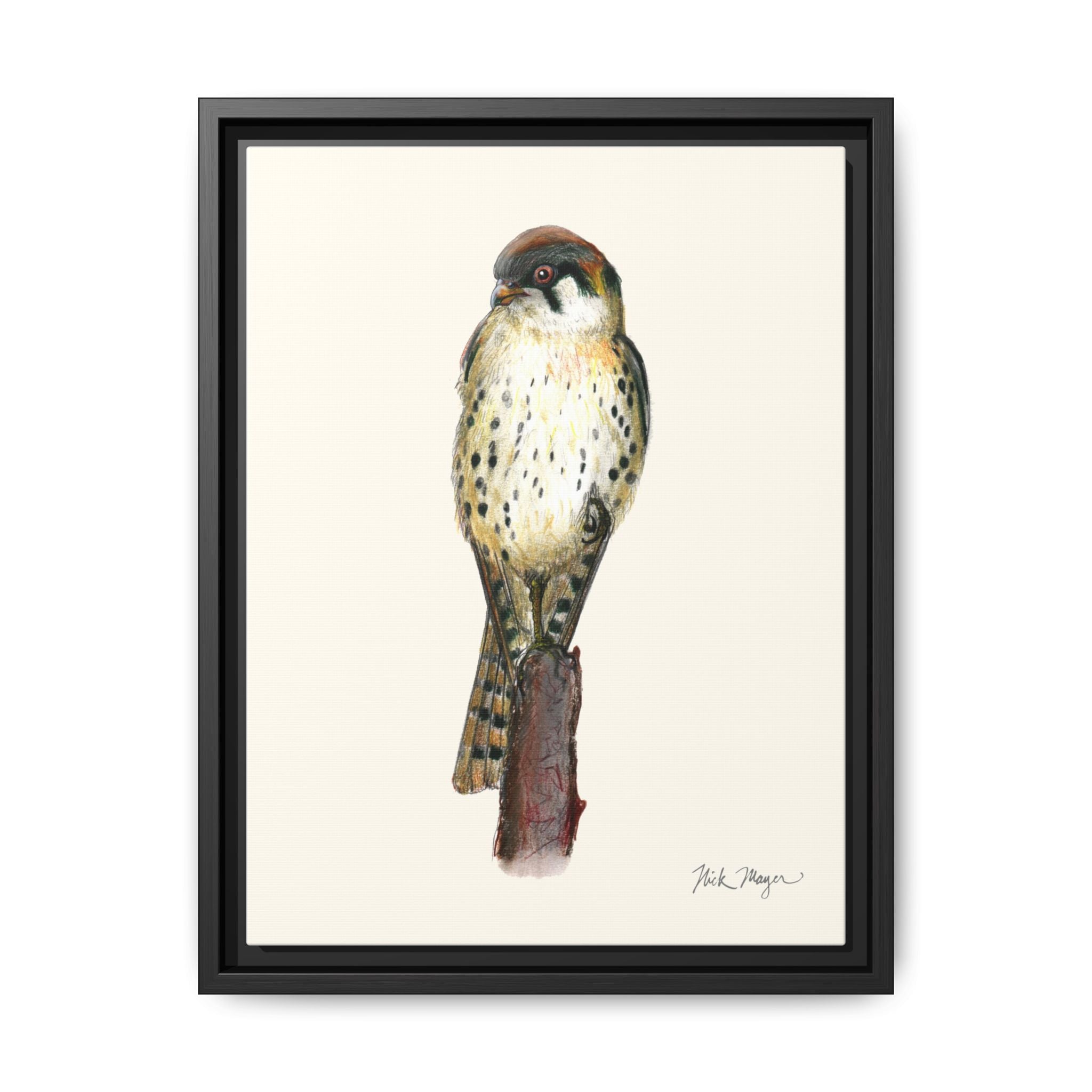 American Kestrel Framed Canvas Print Printify