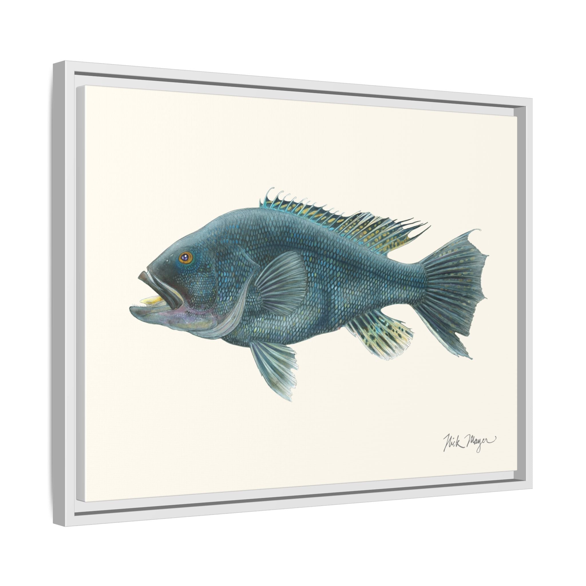 Black Sea Bass Framed Canvas Print Printify