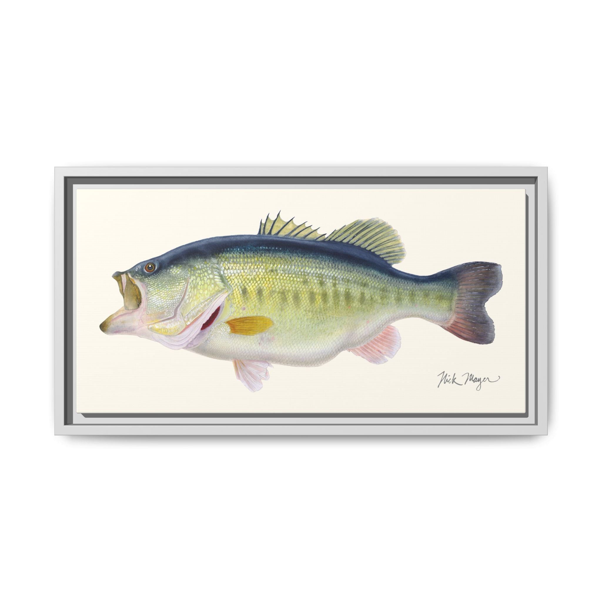 Largemouth Bass 3 Framed Canvas Print Printify