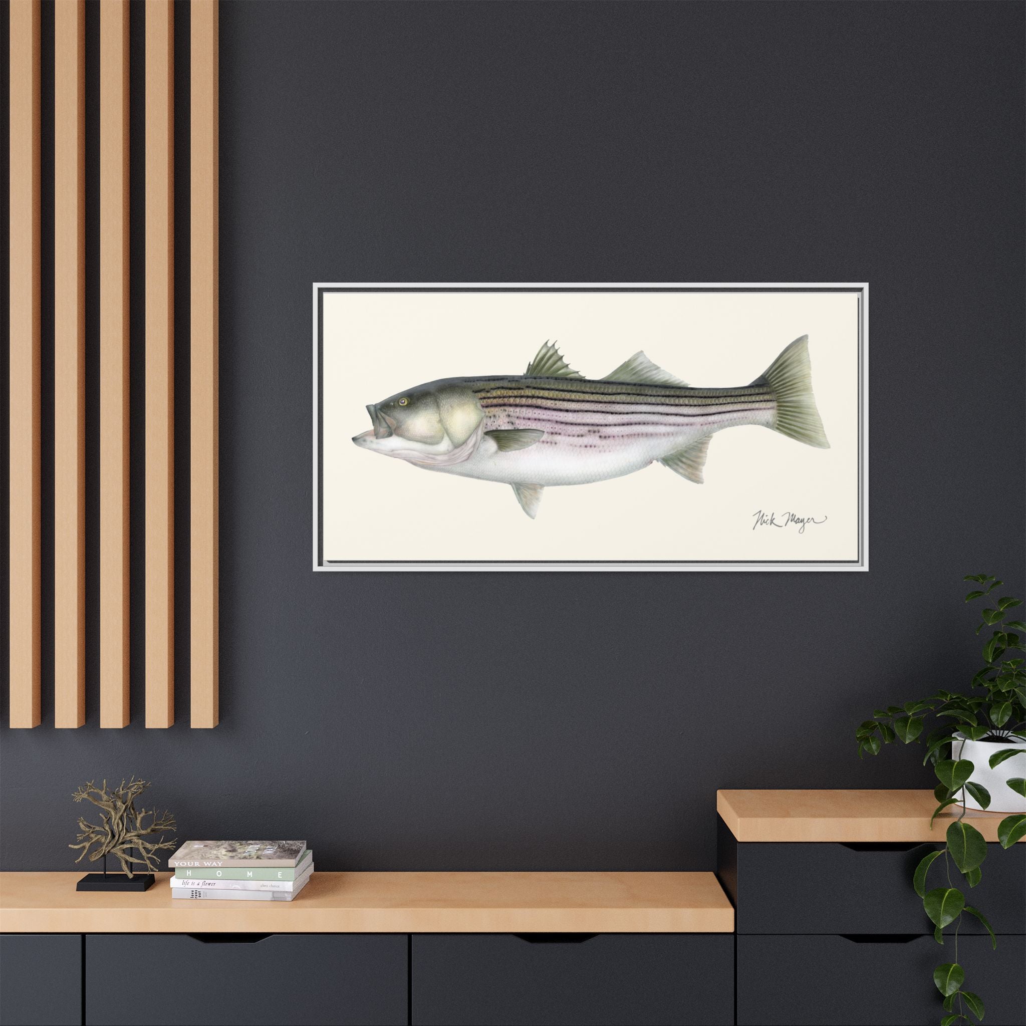 Striped Bass, 30 lbs Framed Canvas Print