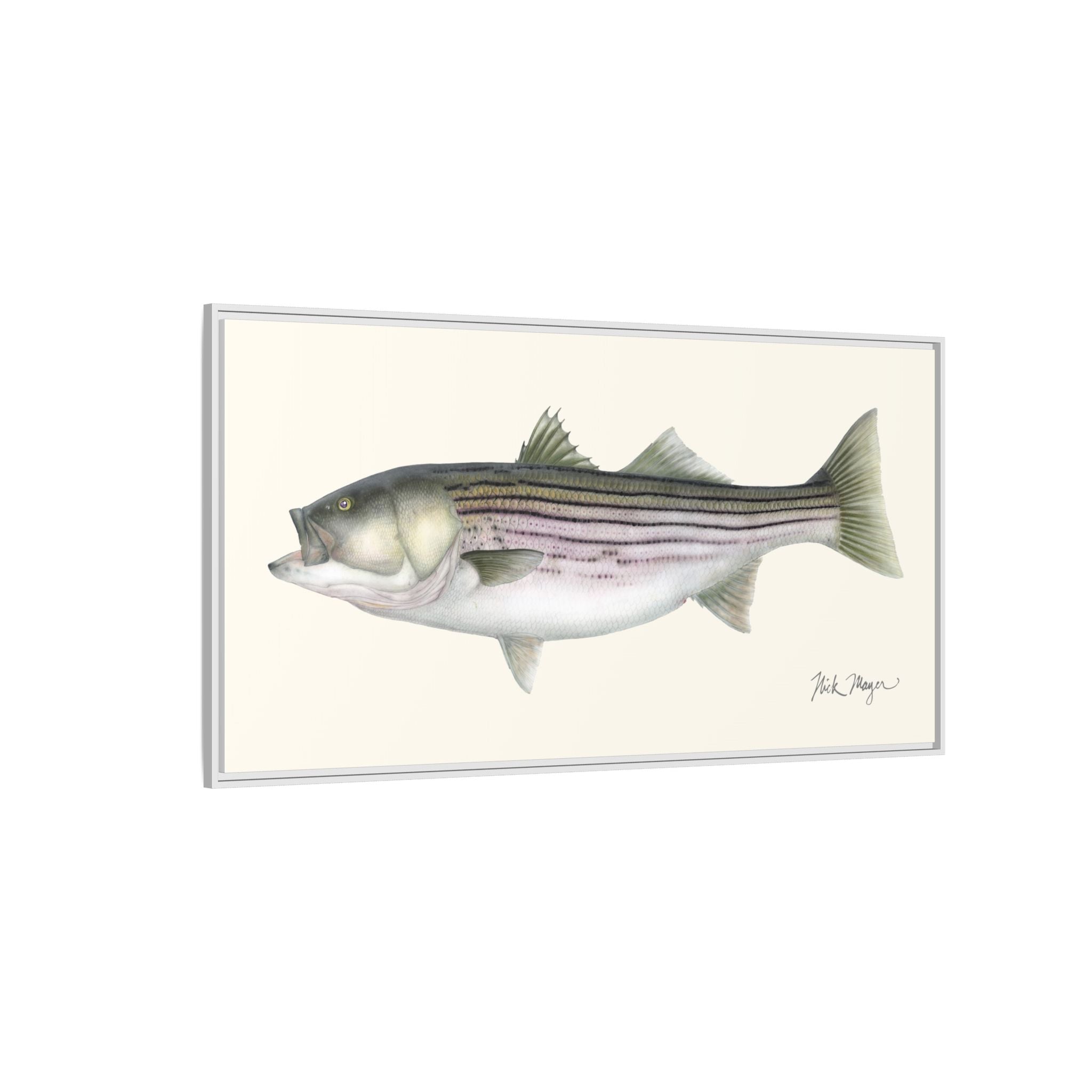 Striped Bass, 30 lbs Framed Canvas Print