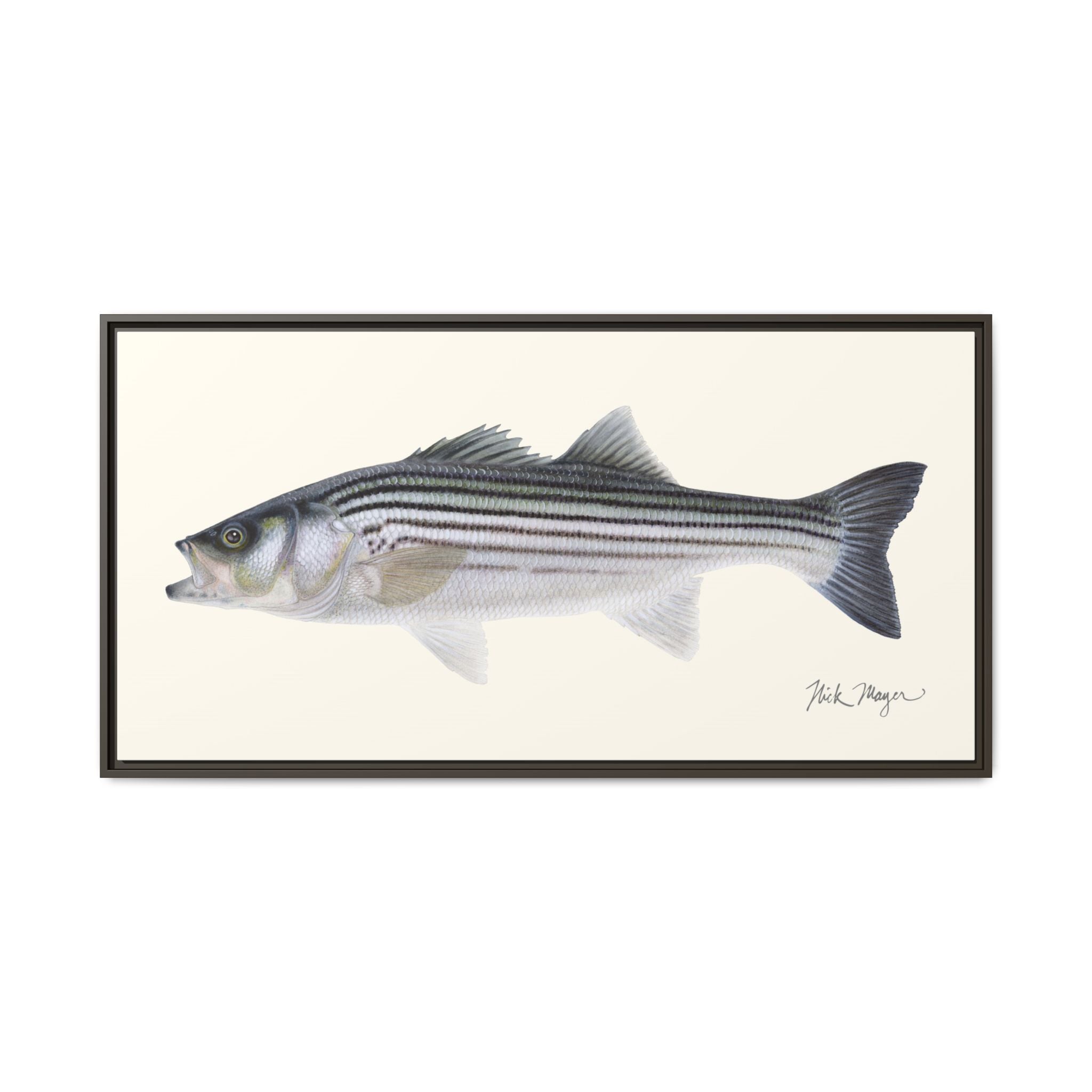 Schoolie Striped Bass Framed Canvas Print Printify