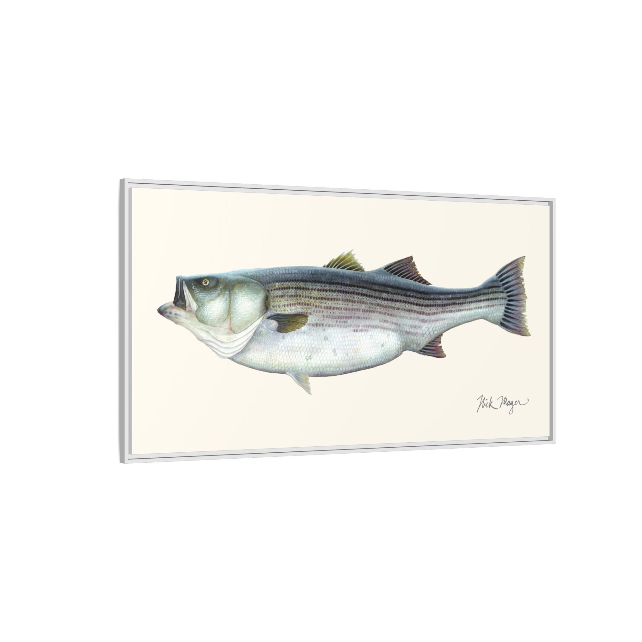 Striped Bass, 60 lbs Framed Canvas Print Printify
