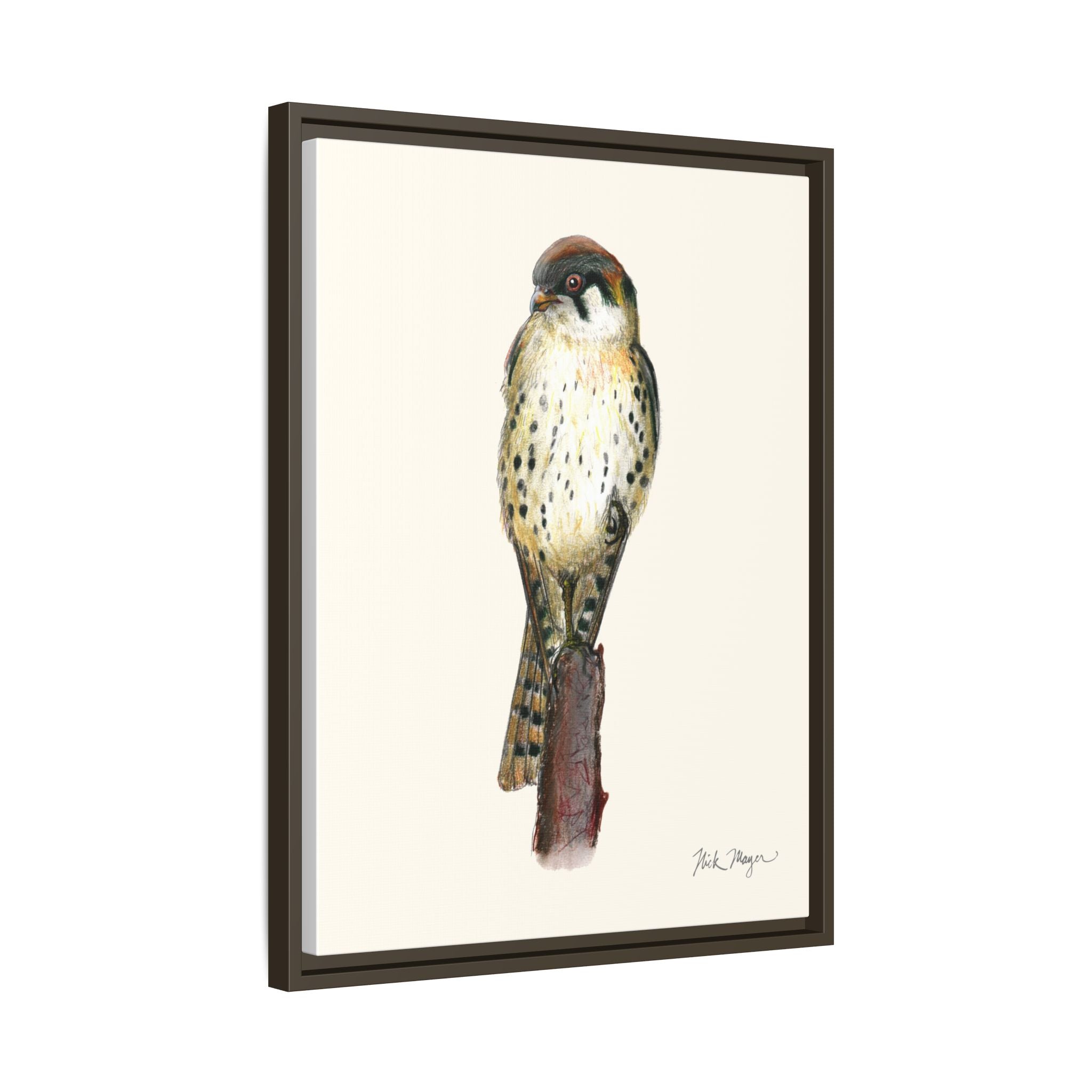 American Kestrel Framed Canvas Print Printify