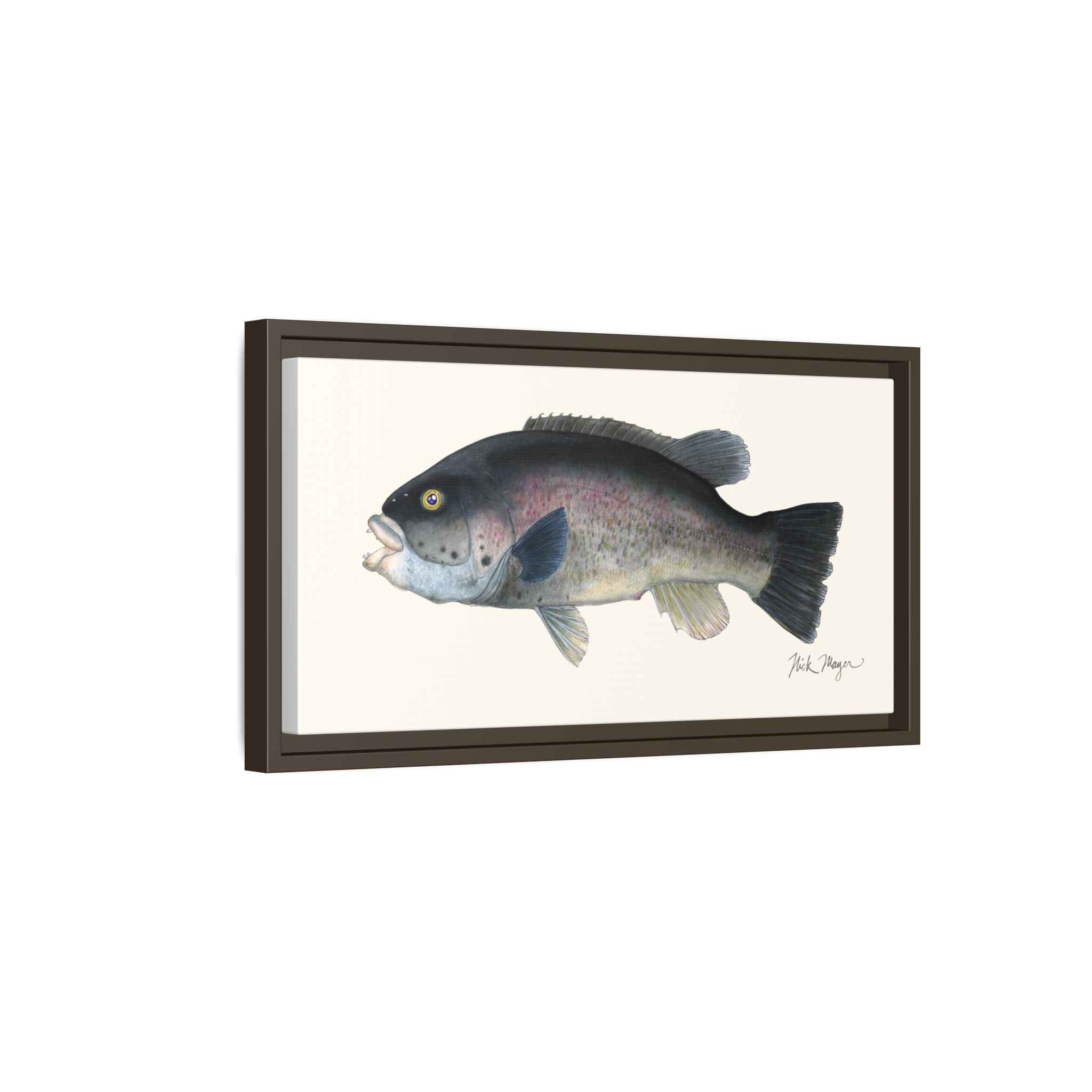 Tautog / Blackfish Framed Canvas Print Printify
