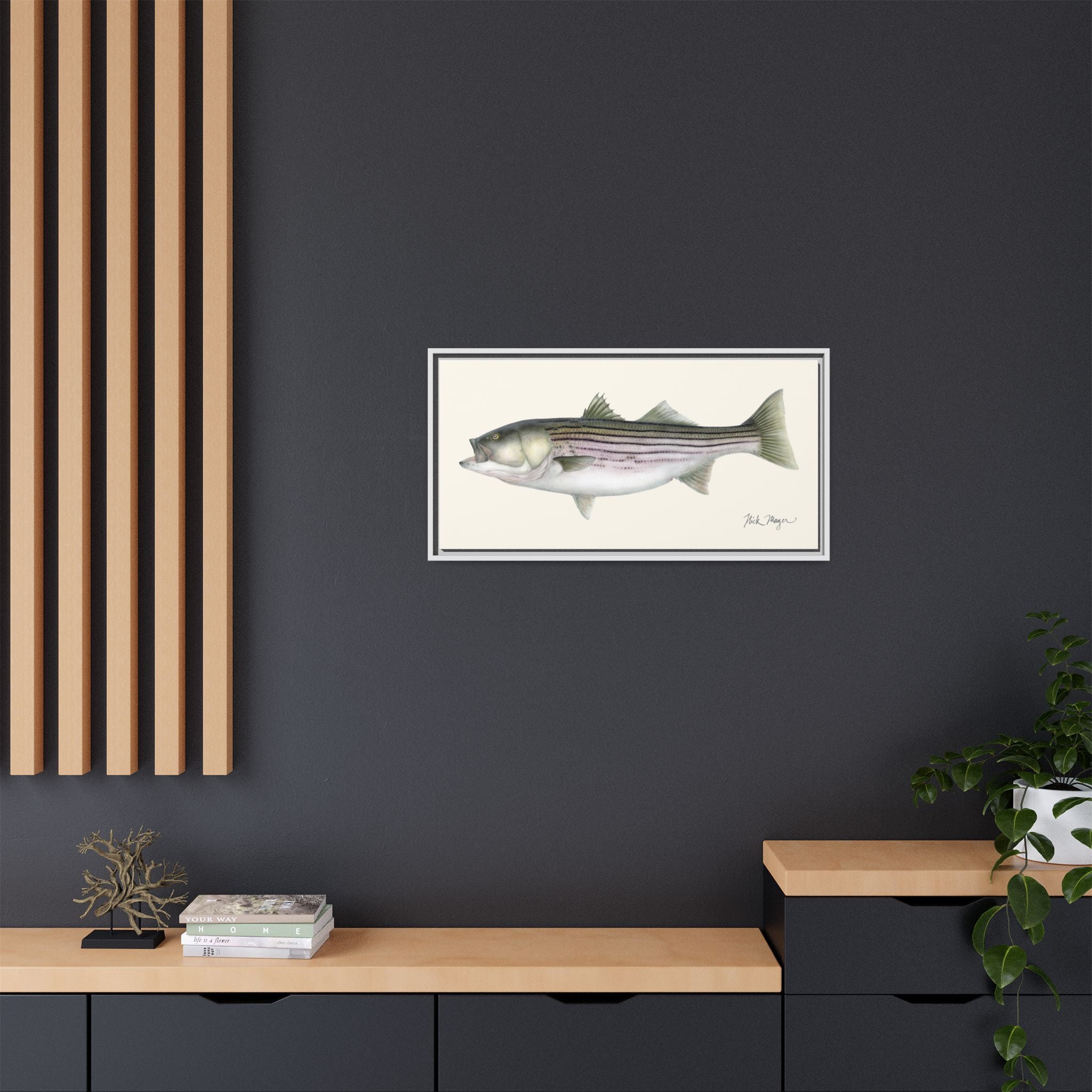 Striped Bass, 30 lbs Framed Canvas Print