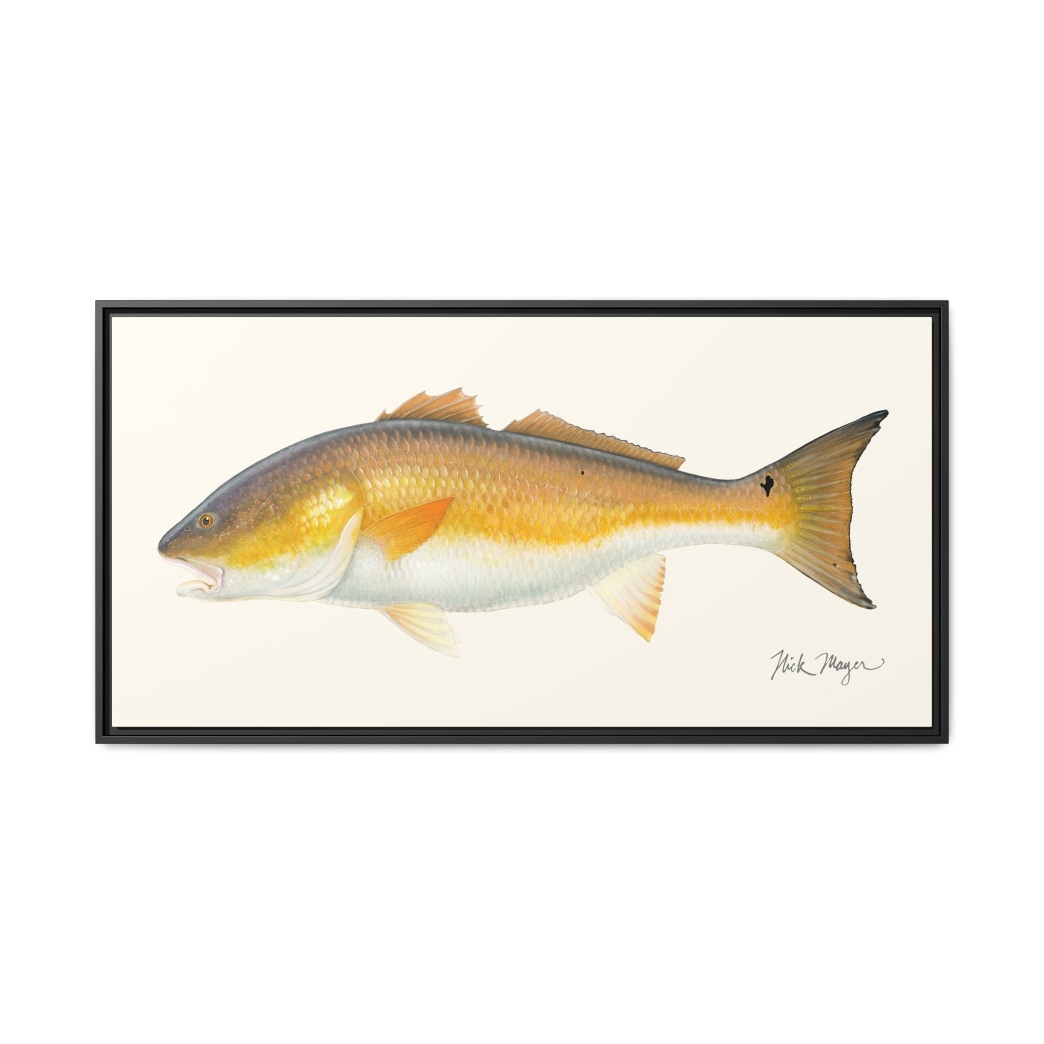 Bull Redfish Framed Canvas Print Printify