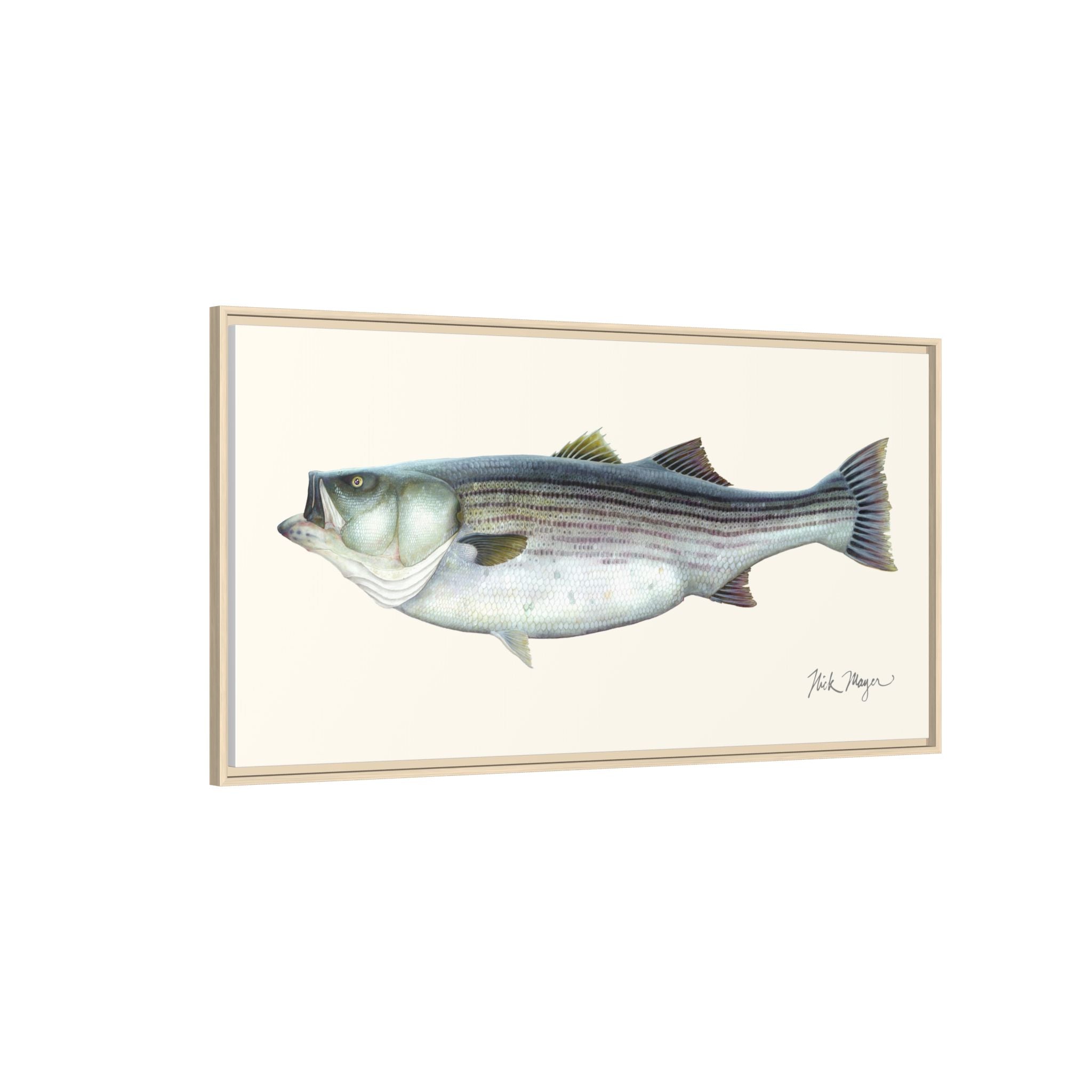 Striped Bass, 60 lbs Framed Canvas Print Printify