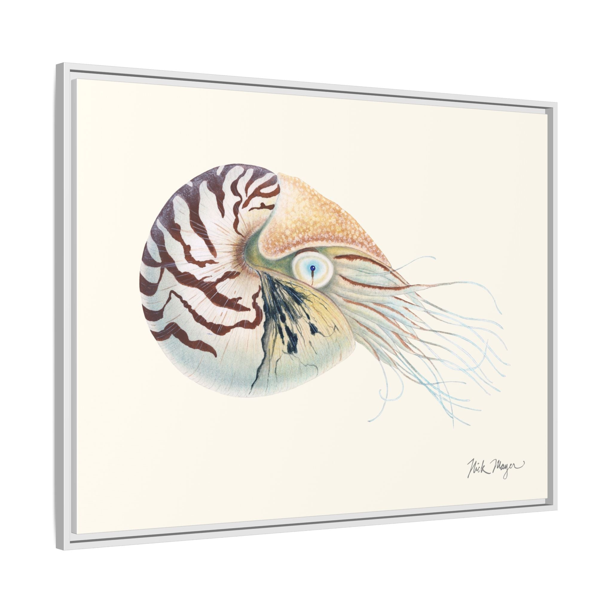 Chambered Nautilus Framed Canvas Print Printify