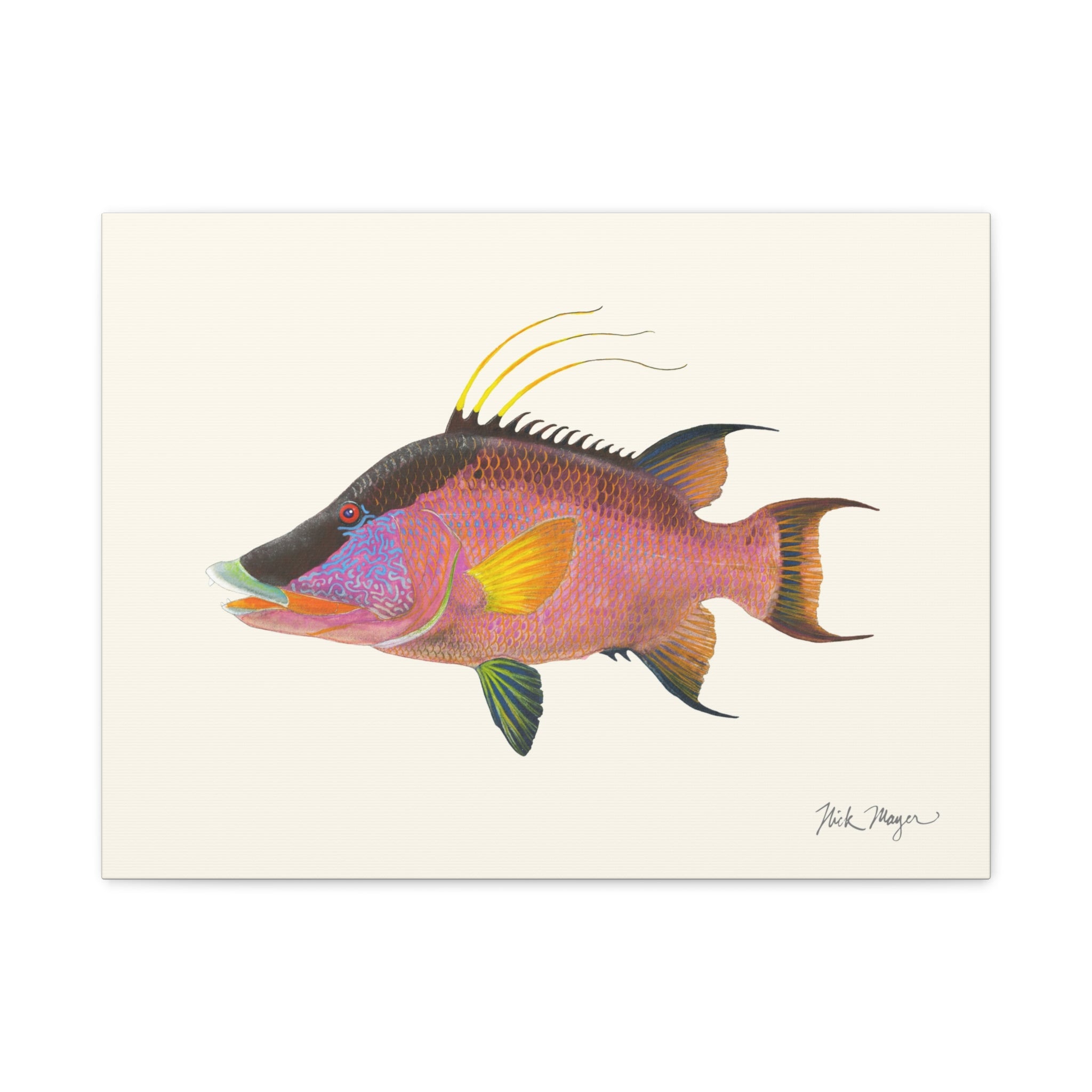 Hogfish Canvas Print