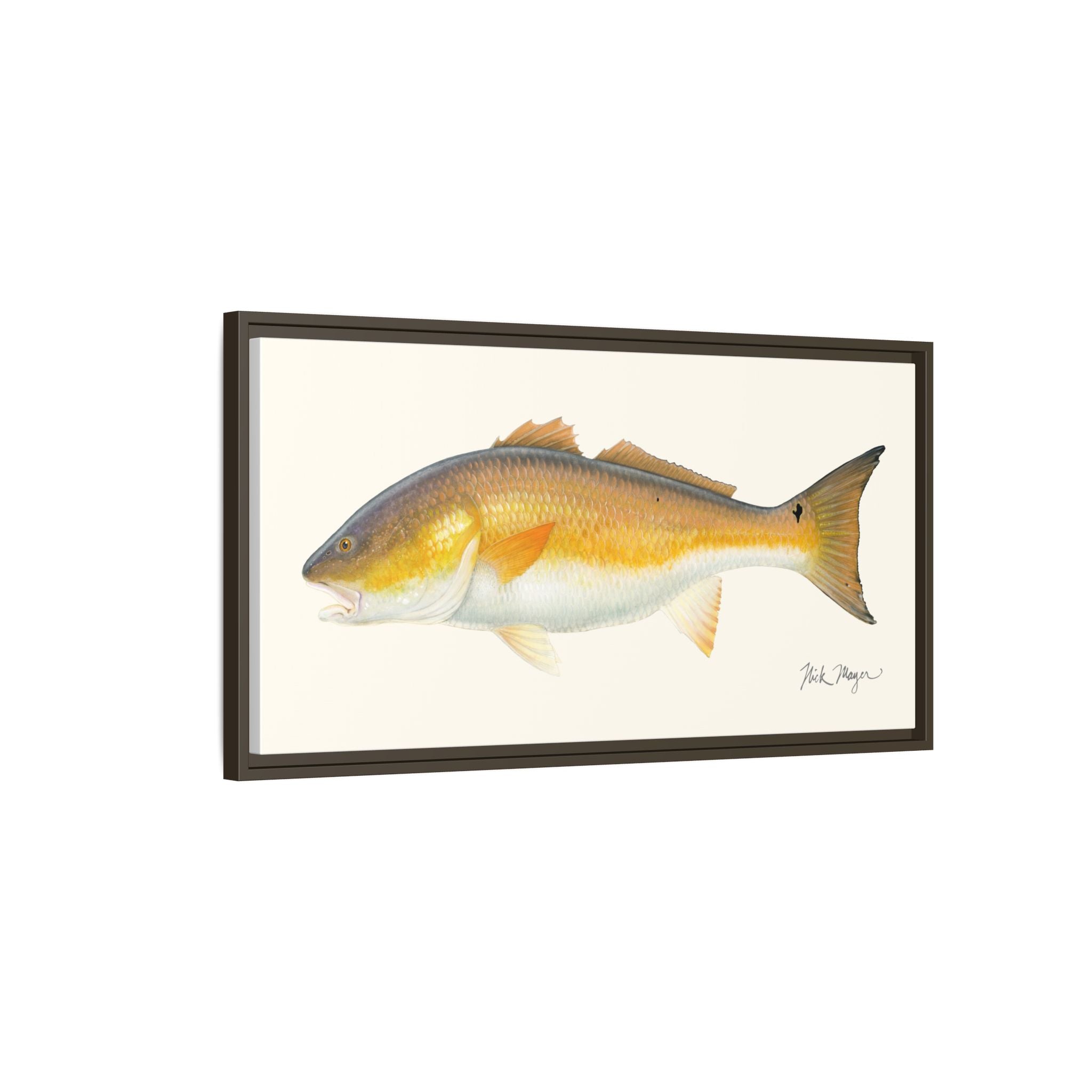 Bull Redfish Framed Canvas Print Printify