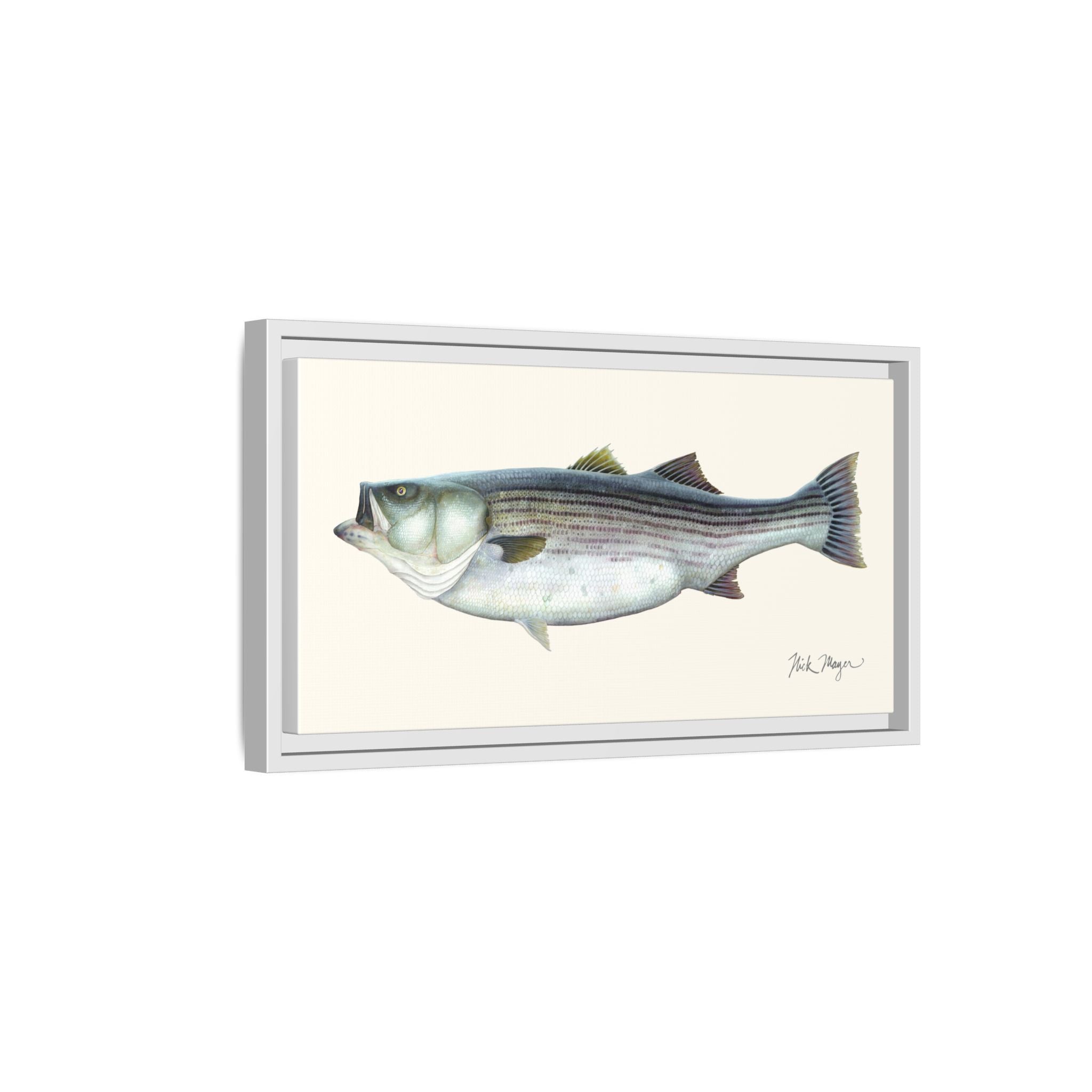 Striped Bass, 60 lbs Framed Canvas Print Printify