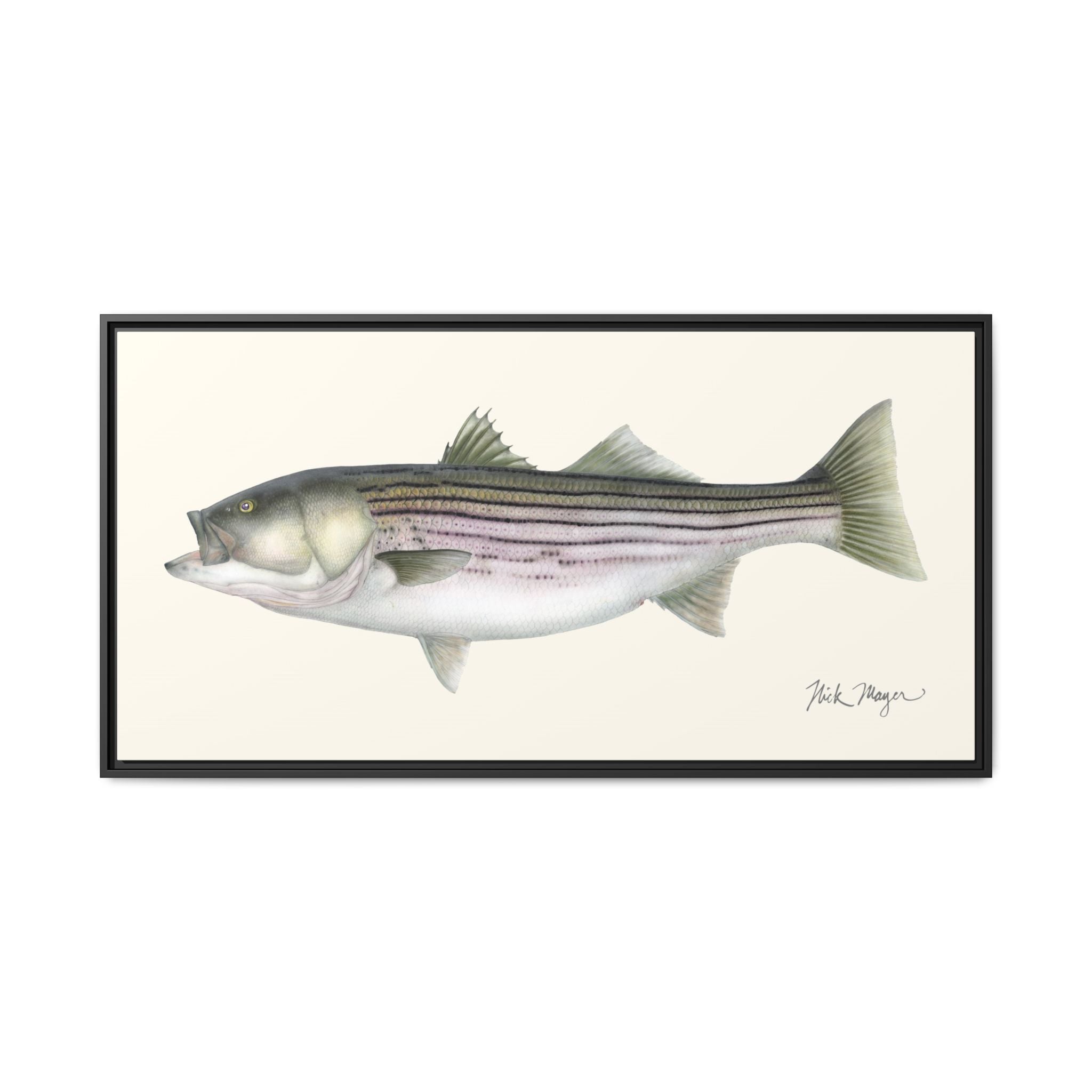 Striped Bass, 30 lbs Framed Canvas Print Printify