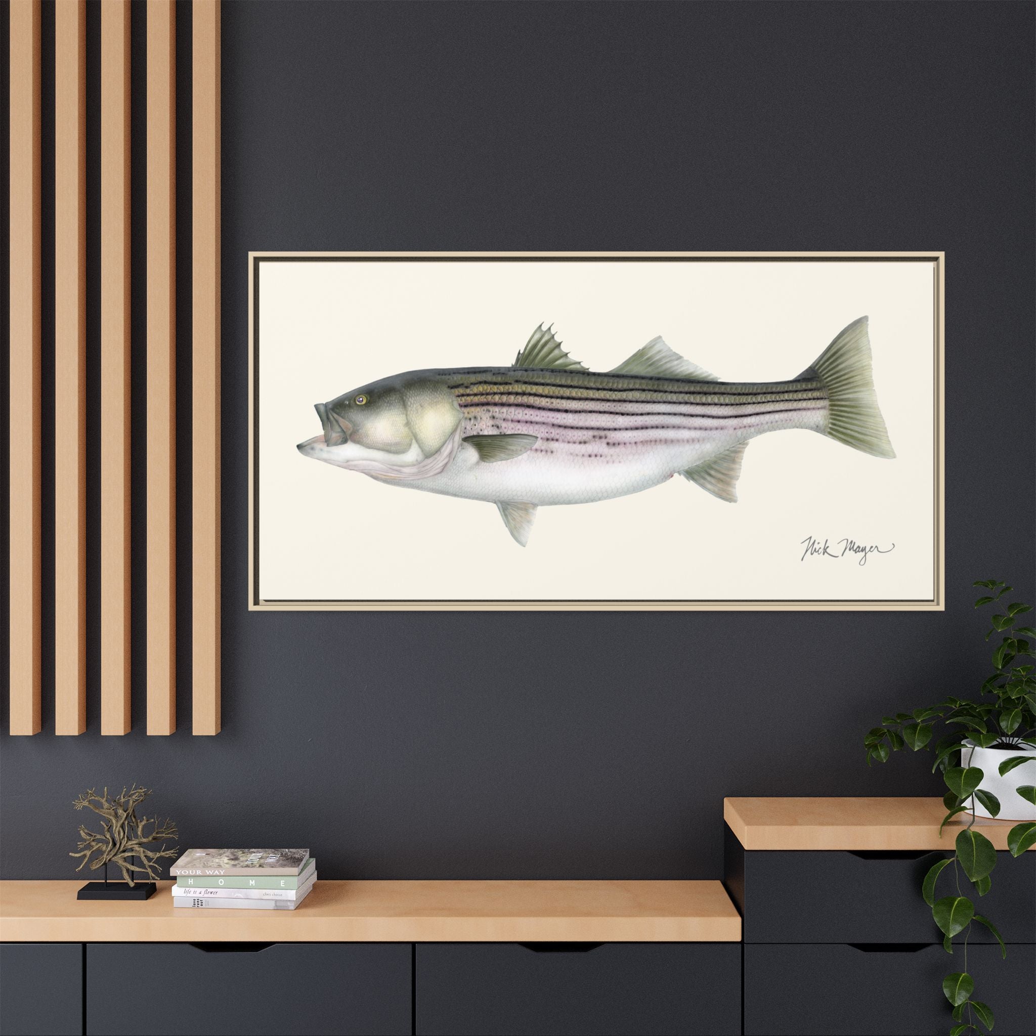 Striped Bass, 30 lbs Framed Canvas Print Printify