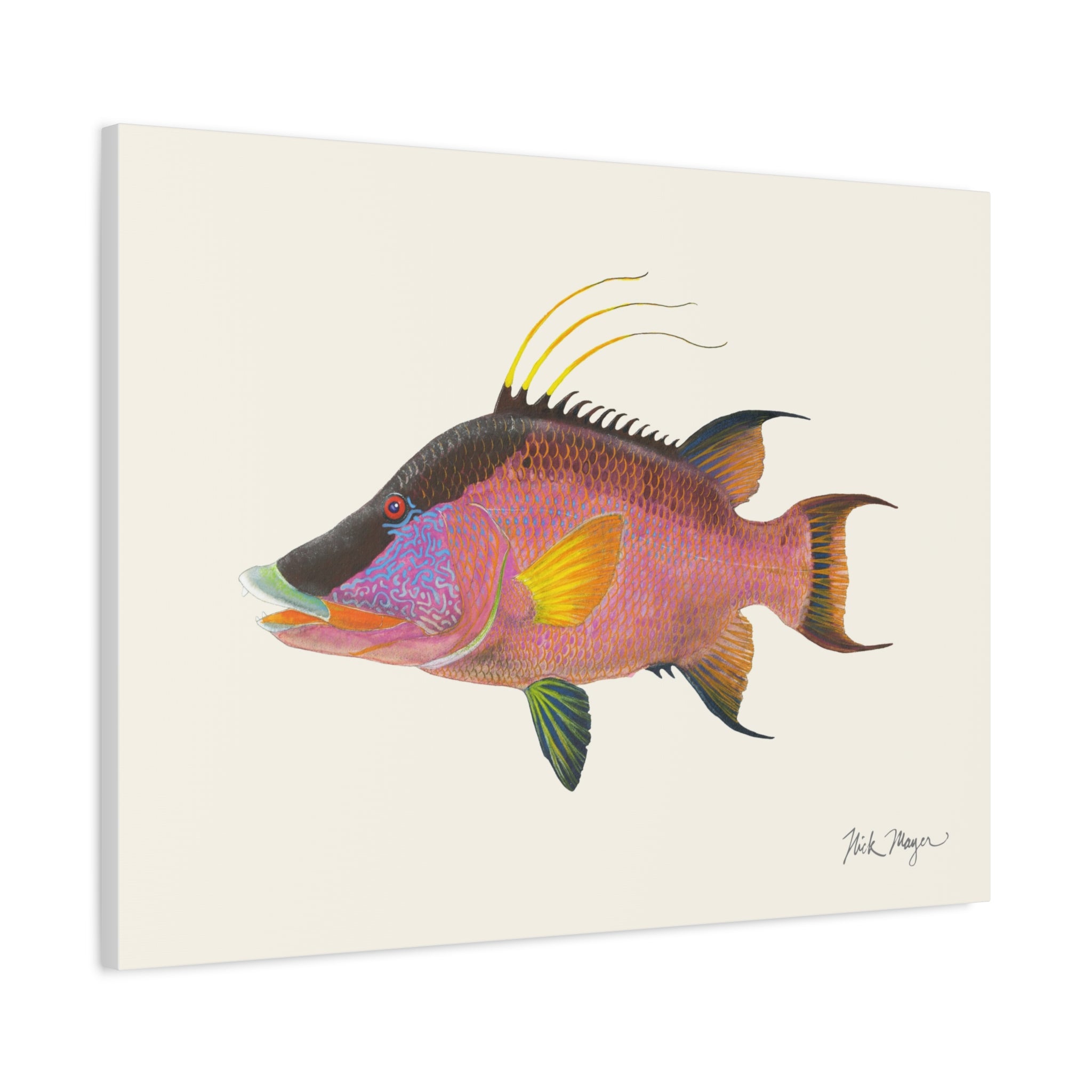 Hogfish Canvas Print