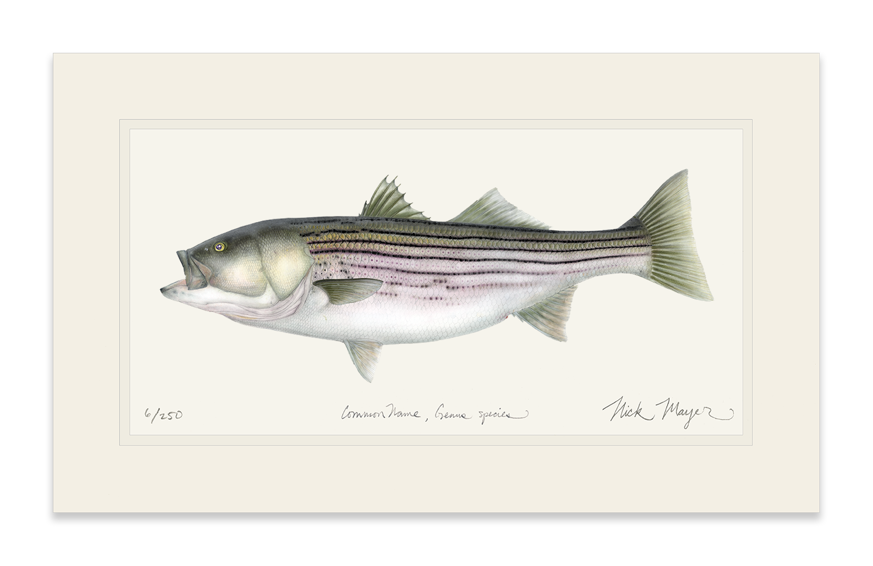 Striped Bass, 30 lbs Unframed, Matted Print, 12" x 20" - READY TO SHIP
