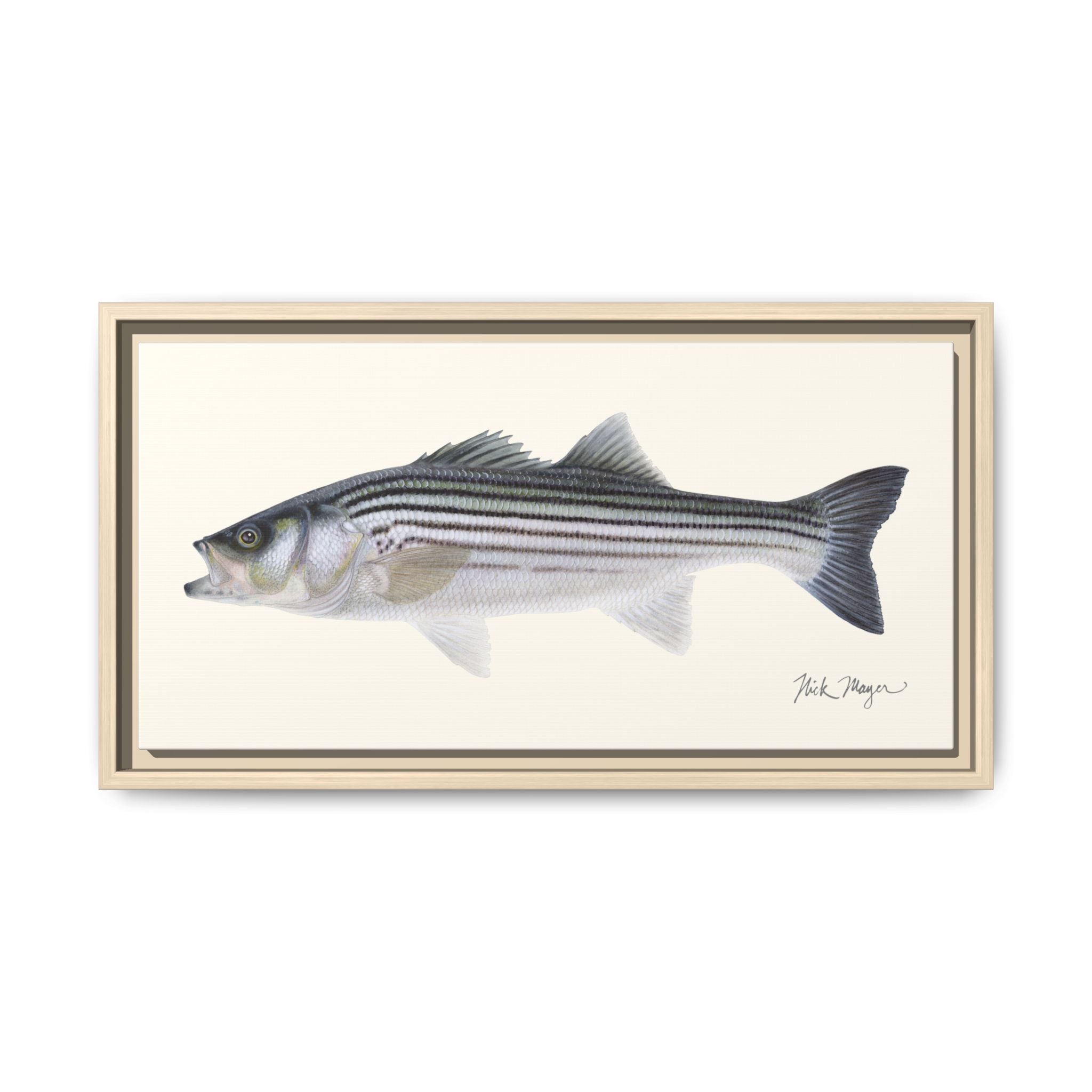 Schoolie Striped Bass Framed Canvas Print Printify
