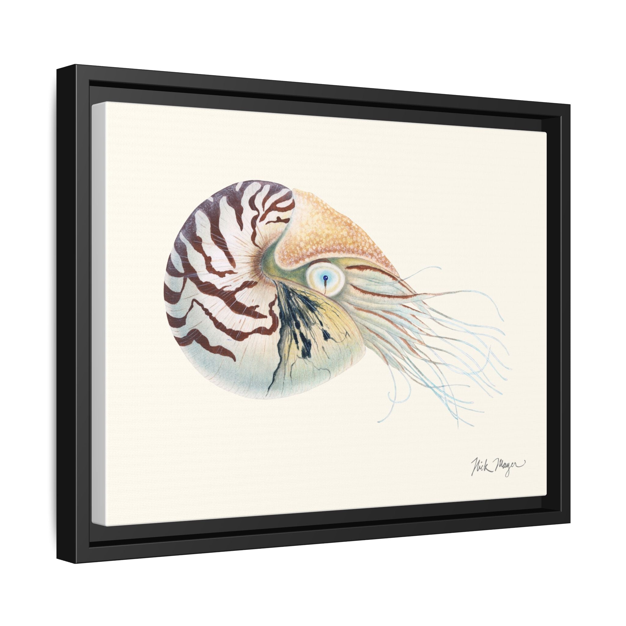 Chambered Nautilus Framed Canvas Print Printify
