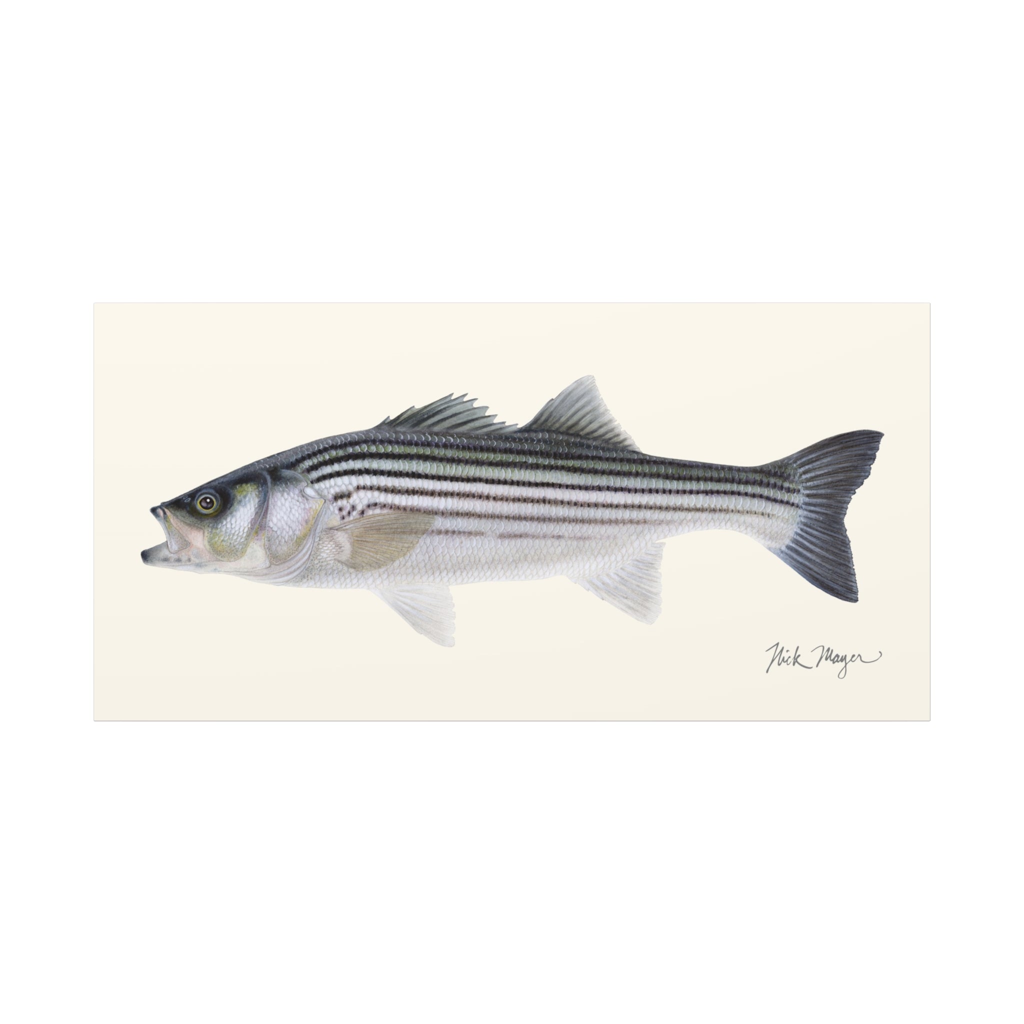 Schoolie Striped Bass Canvas Print