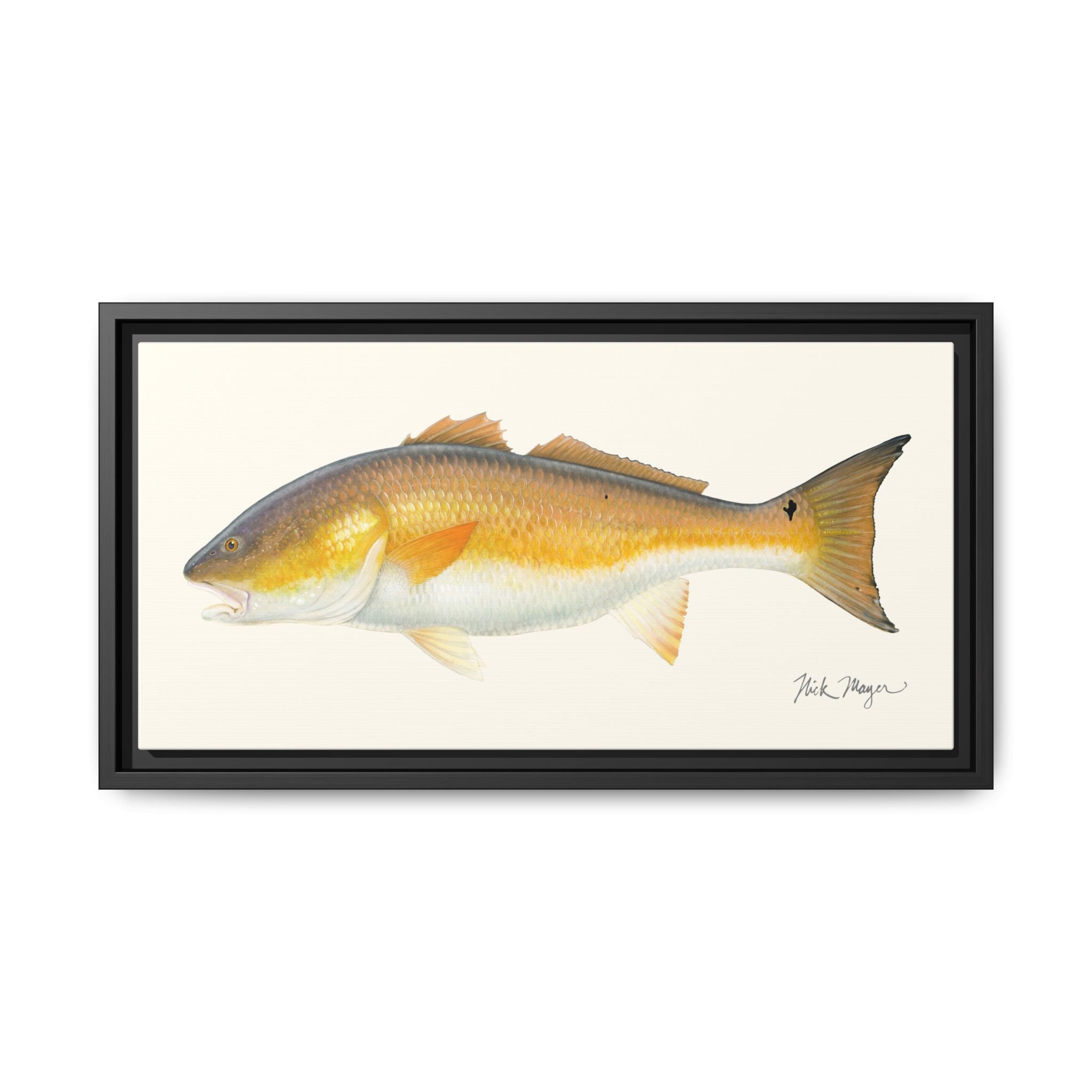 Bull Redfish Framed Canvas Print Printify