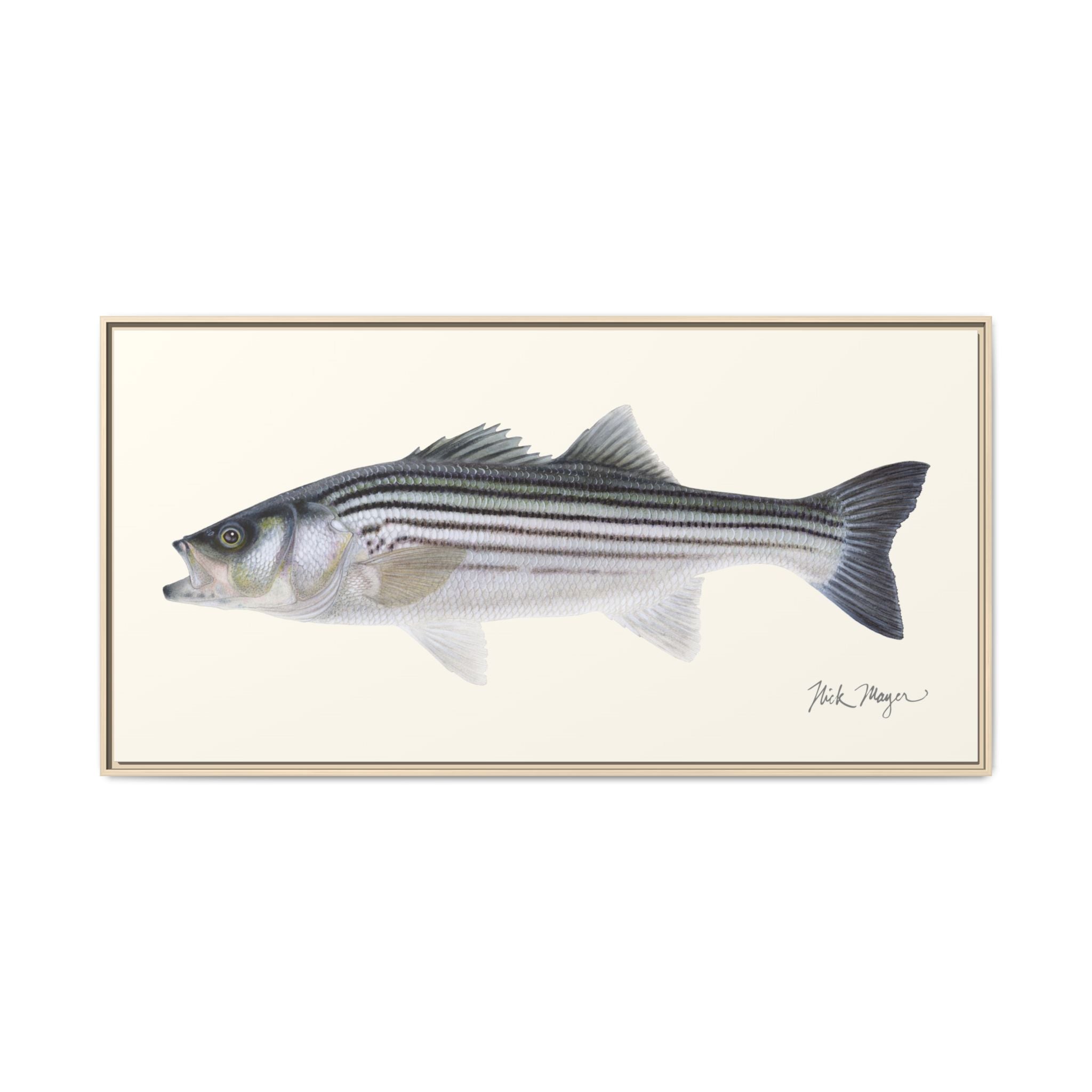 Schoolie Striped Bass Framed Canvas Print Printify