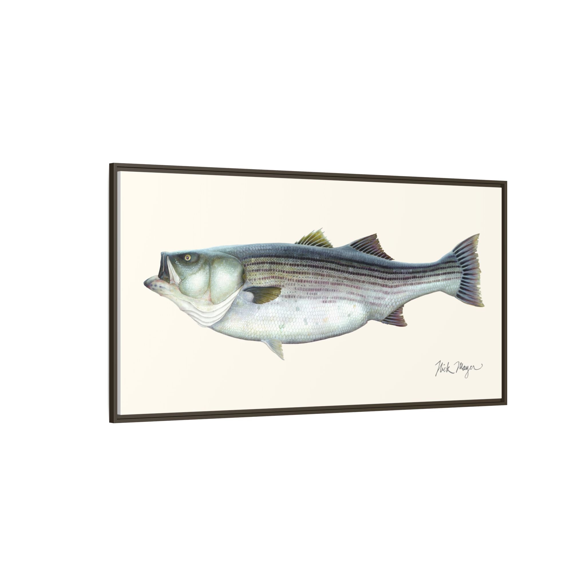 Striped Bass, 60 lbs Framed Canvas Print Printify
