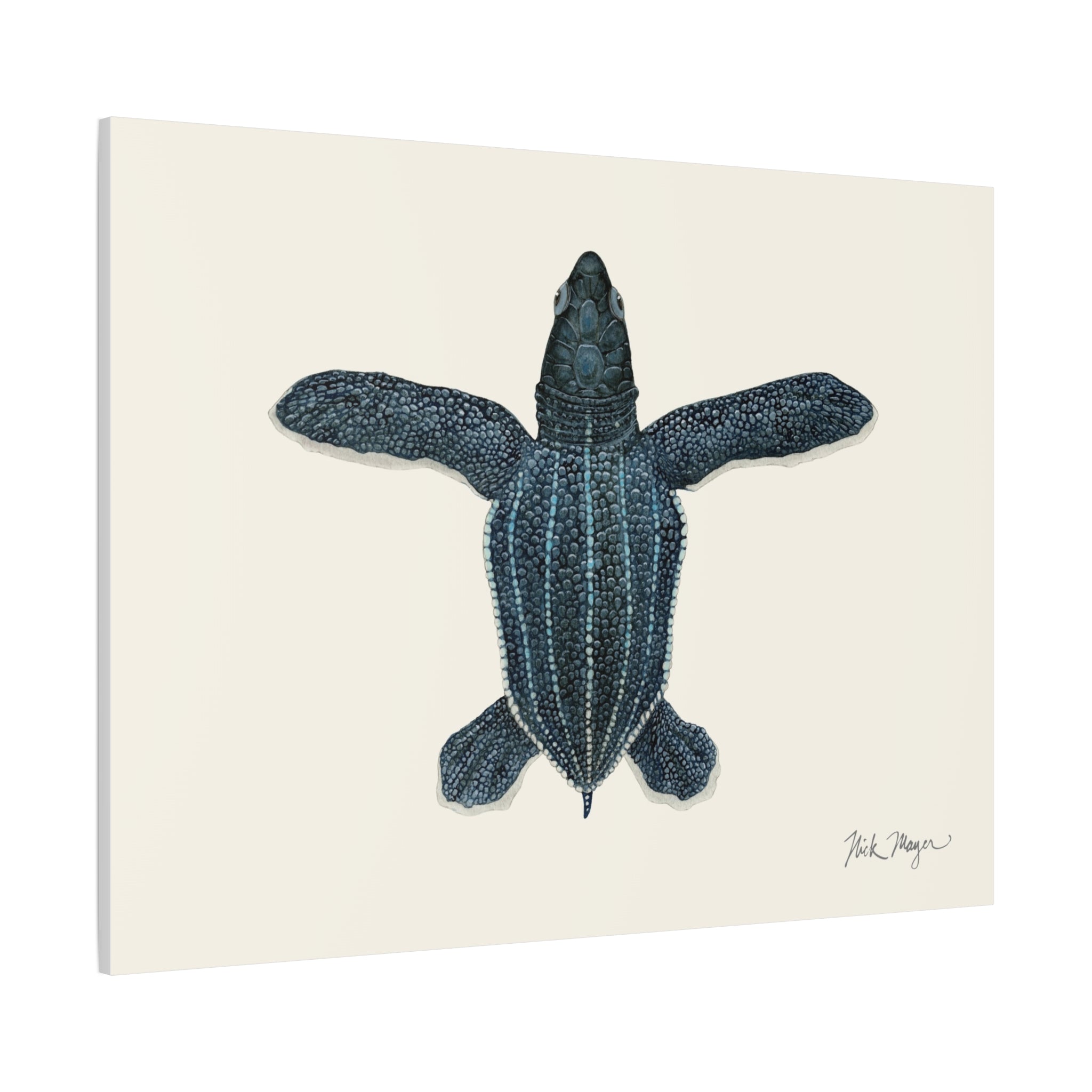 Hatchling Leatherback Sea Turtle Canvas Print