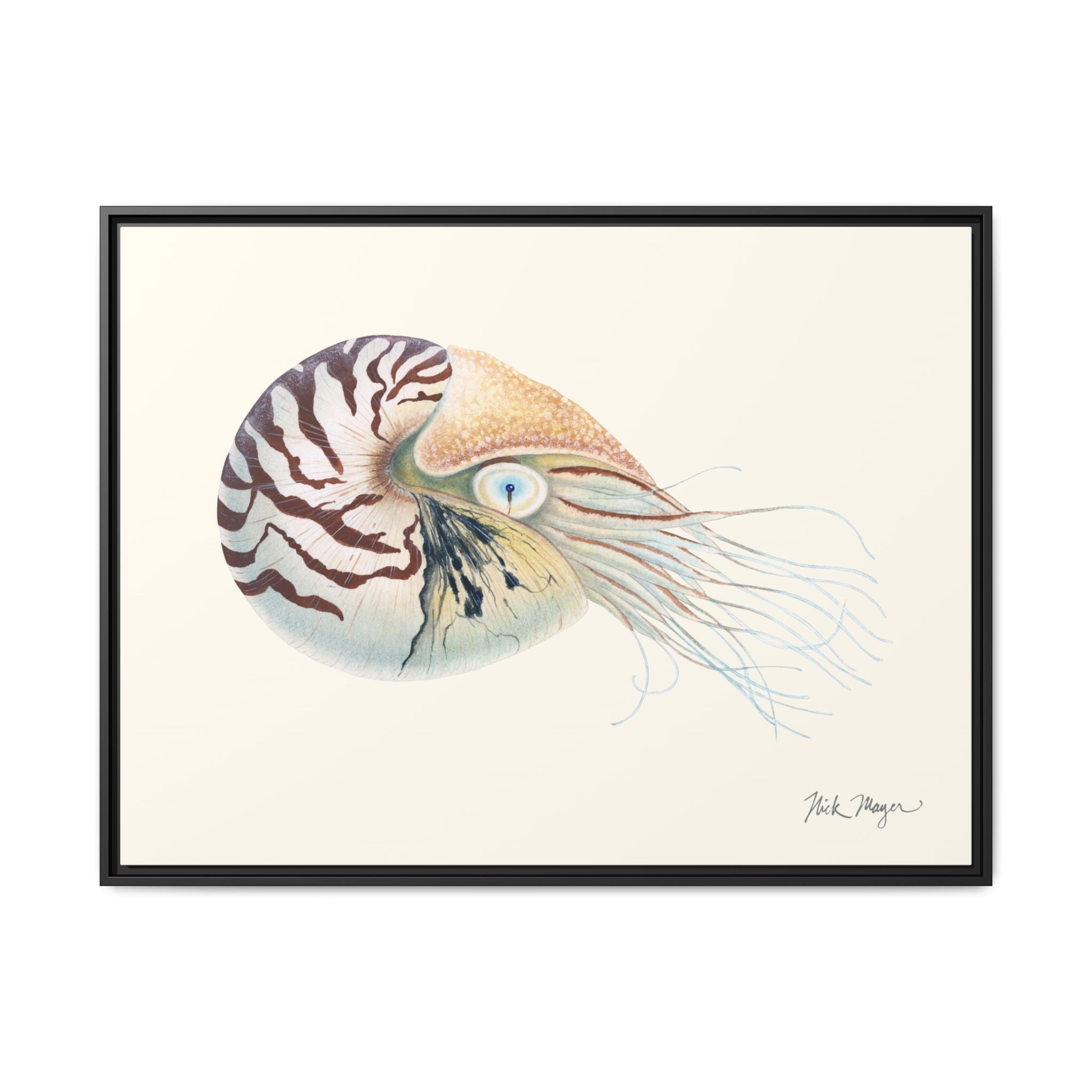 Chambered Nautilus Framed Canvas Print Printify