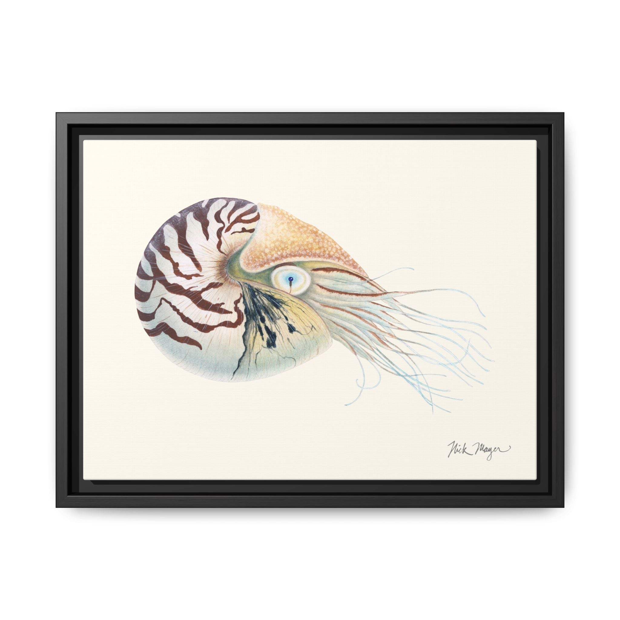 Chambered Nautilus Framed Canvas Print Printify
