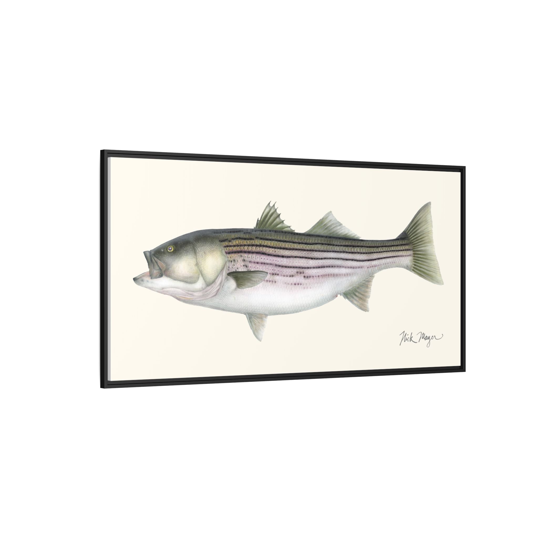 Striped Bass, 30 lbs Framed Canvas Print Printify