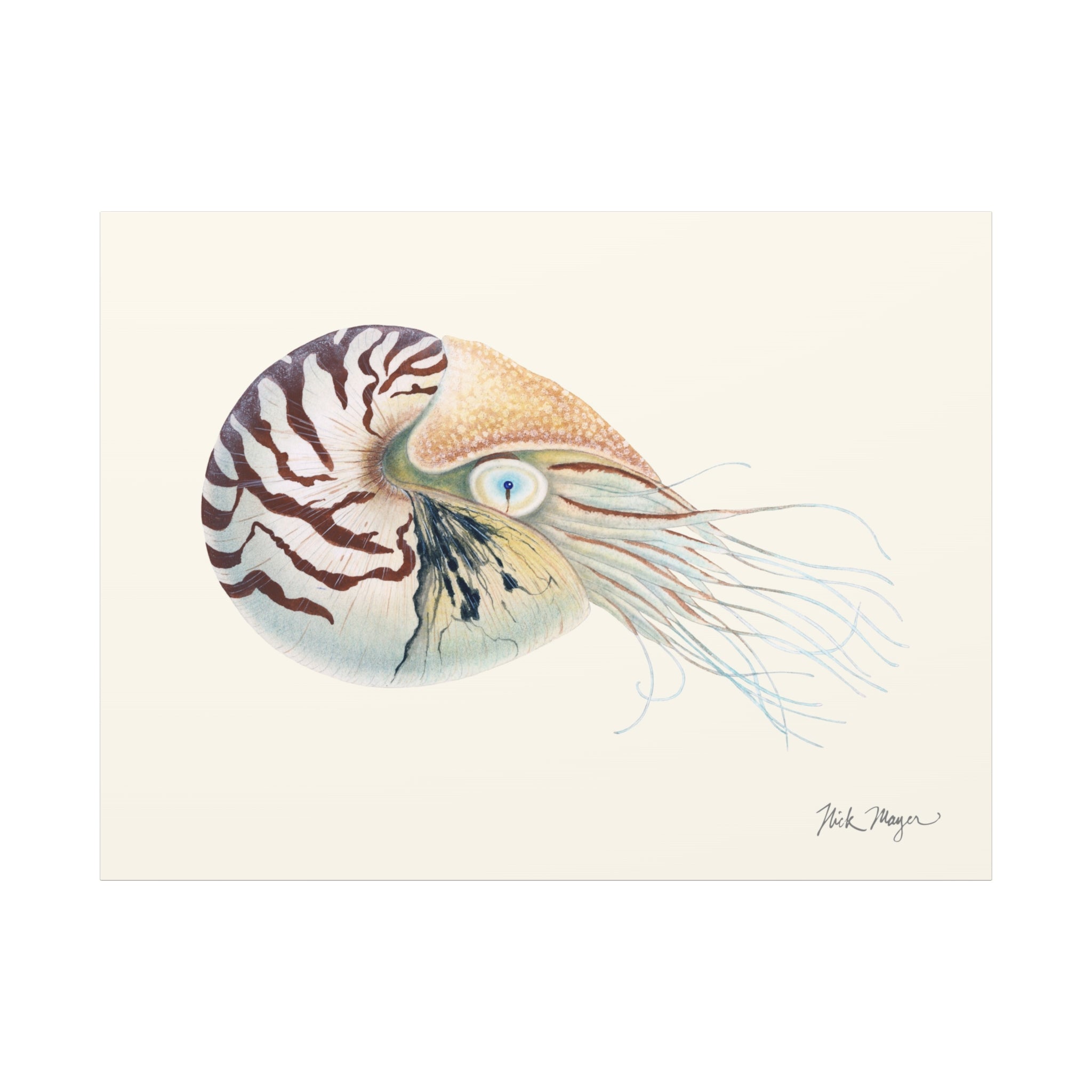 Chambered Nautilus Canvas Print