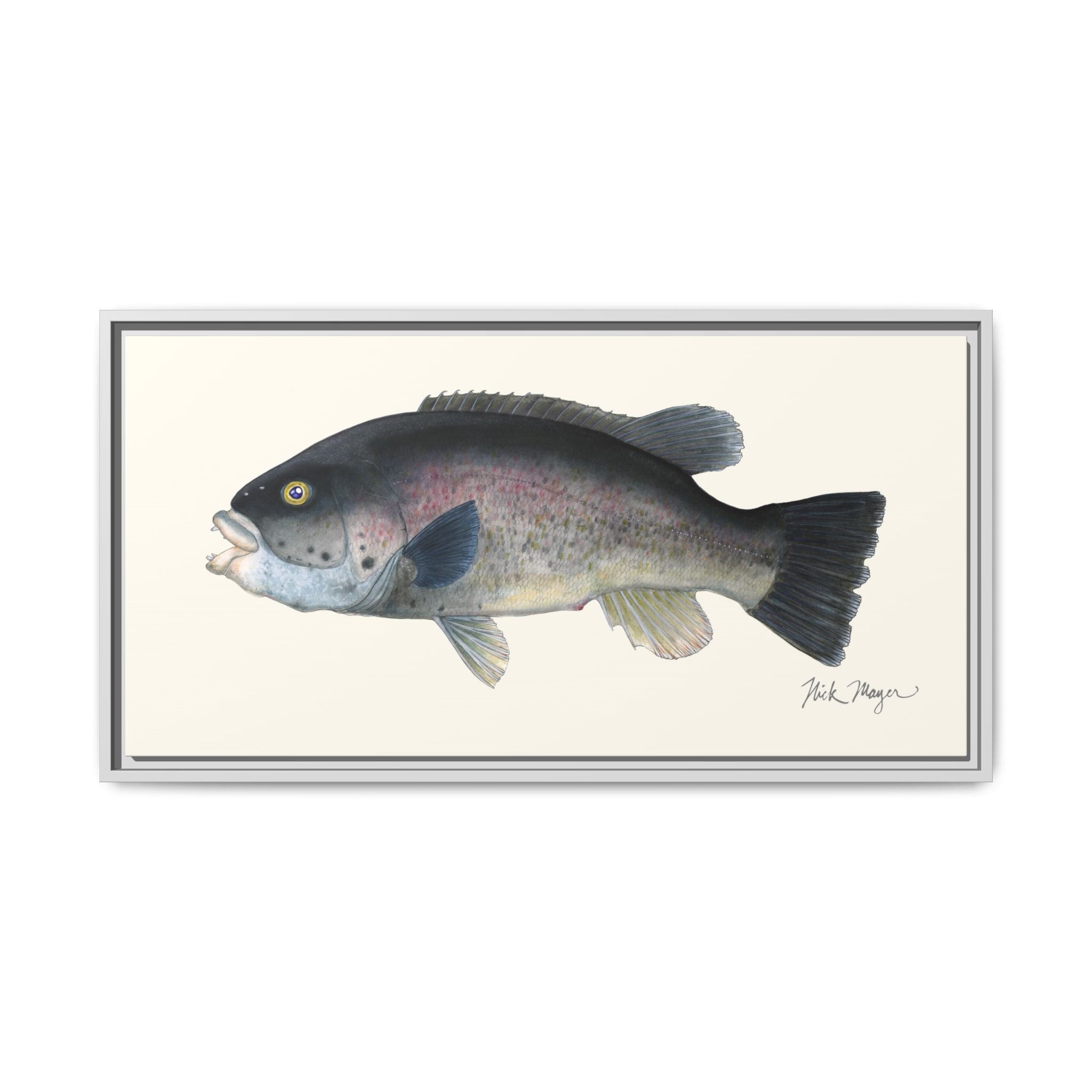 Tautog / Blackfish Framed Canvas Print Printify