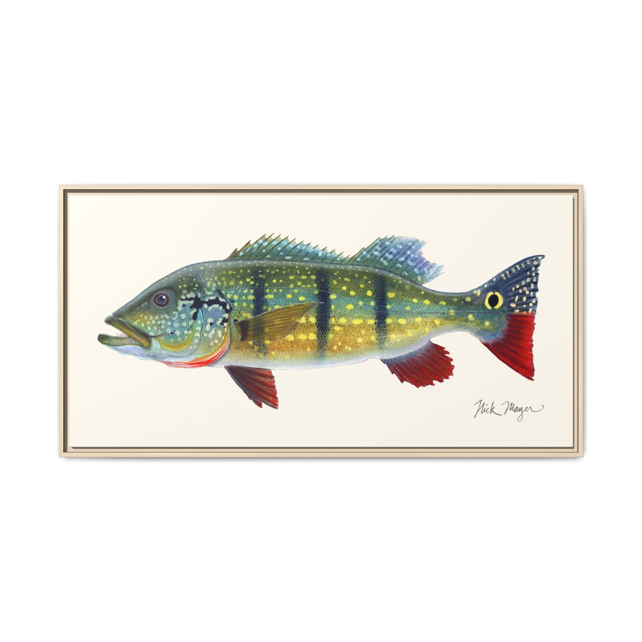Peacock Bass Framed Canvas Print Printify