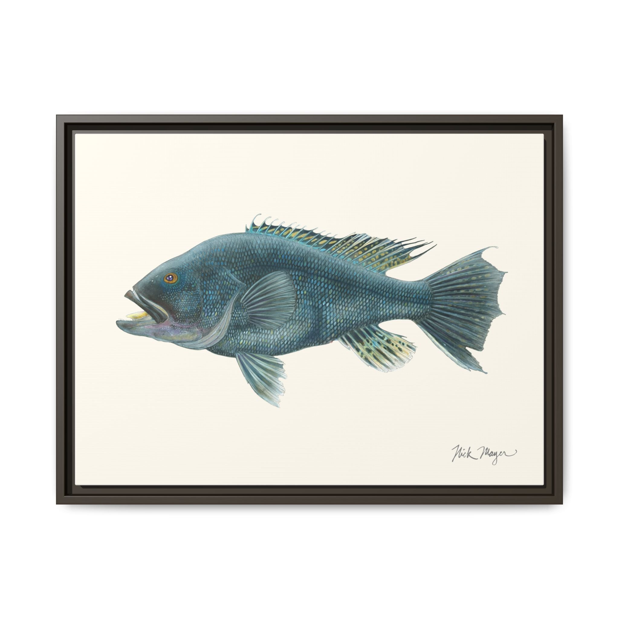 Black Sea Bass Framed Canvas Print Printify